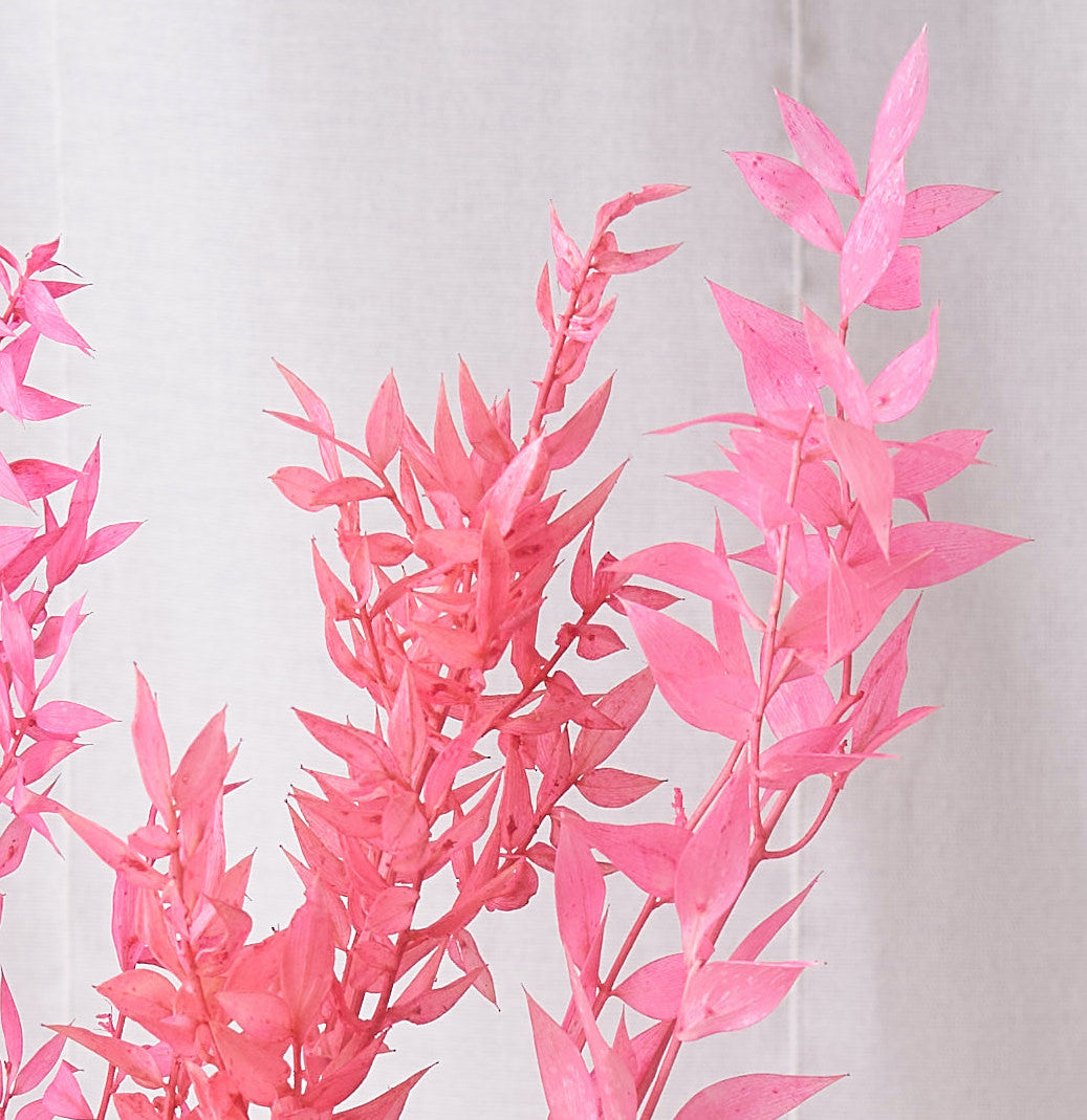 Ruscus preserved fluor pink dried bunch