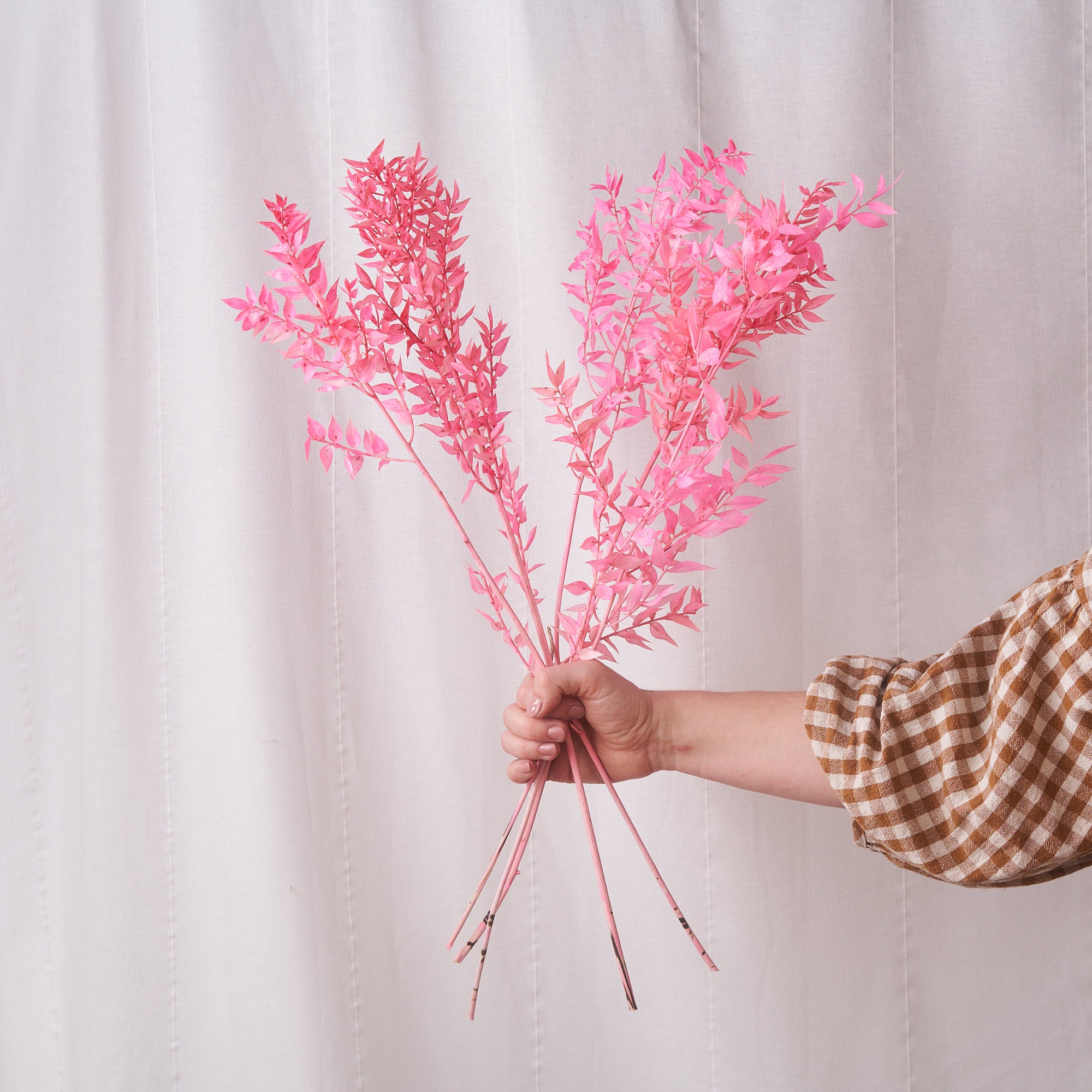 Ruscus preserved fluor pink dried bunch