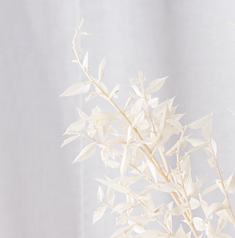 Ruscus bleached white dried bunch