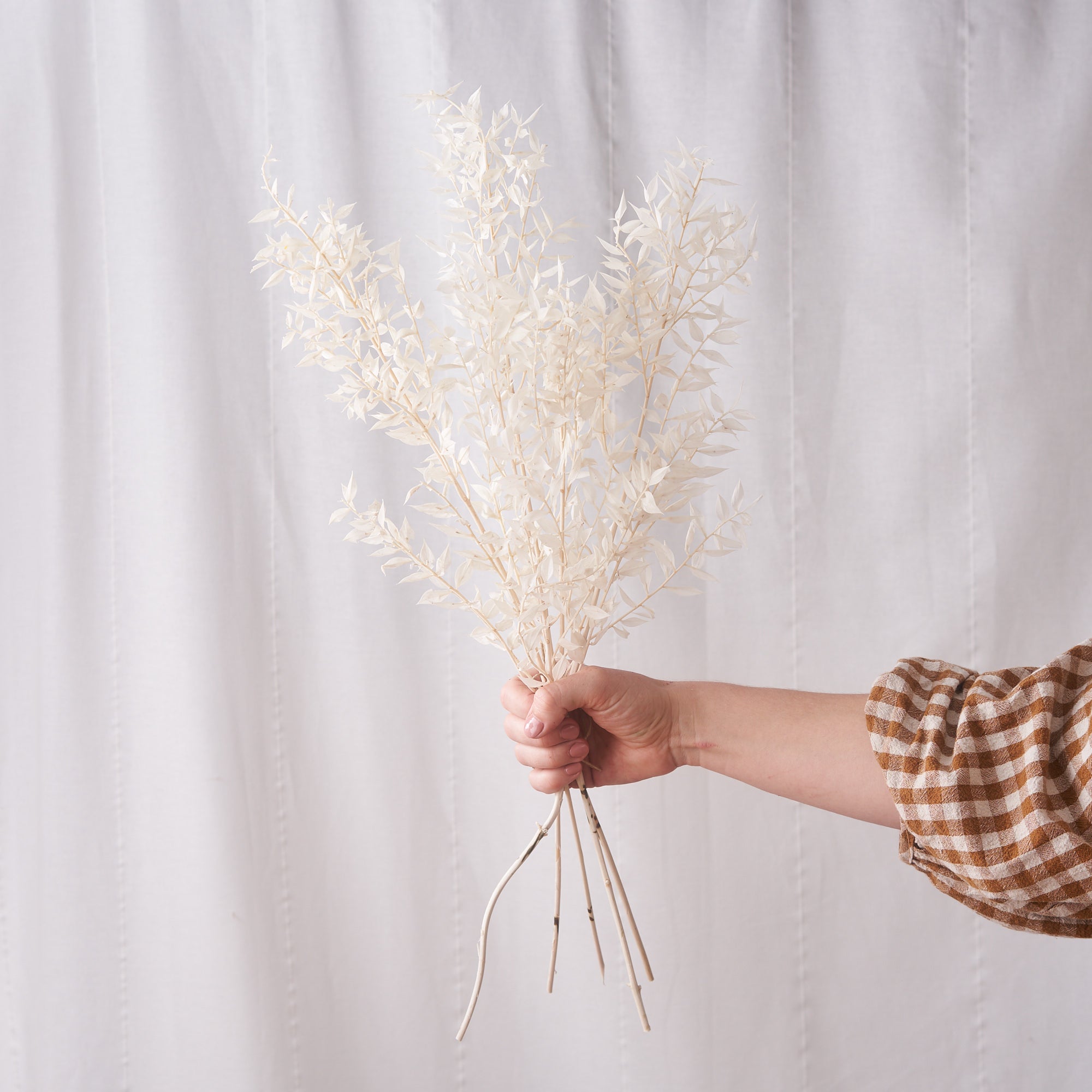 Ruscus bleached white dried bunch