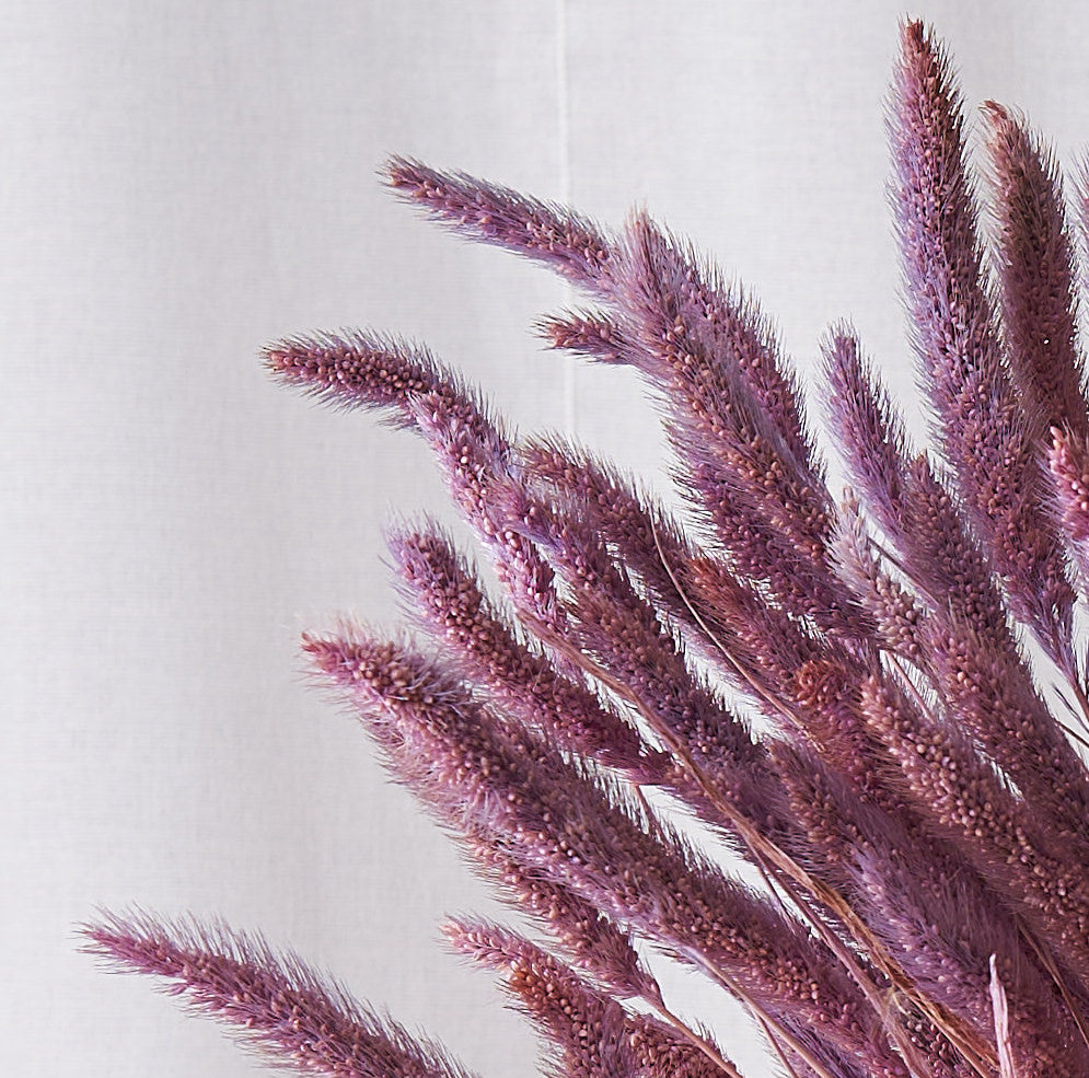 Setaria Purple Dried Bunch