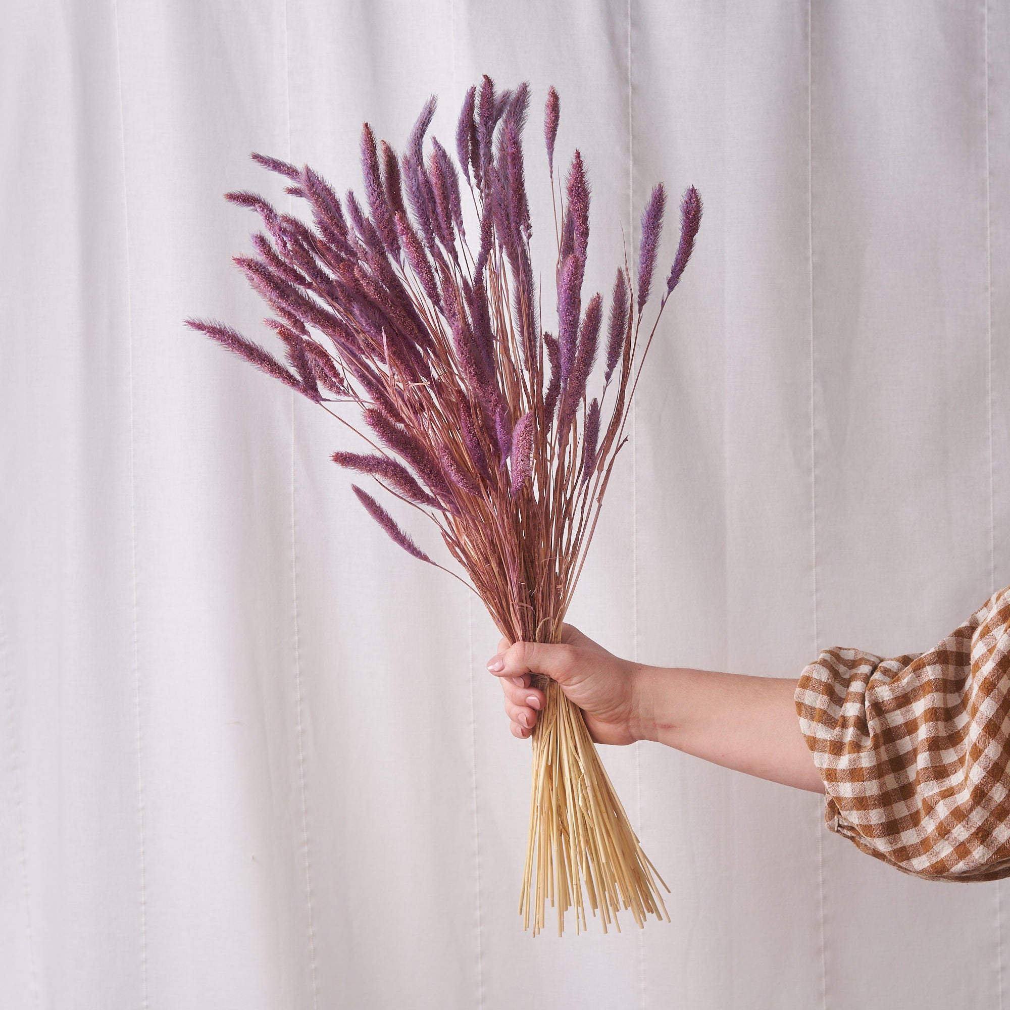 Setaria Purple Dried Bunch