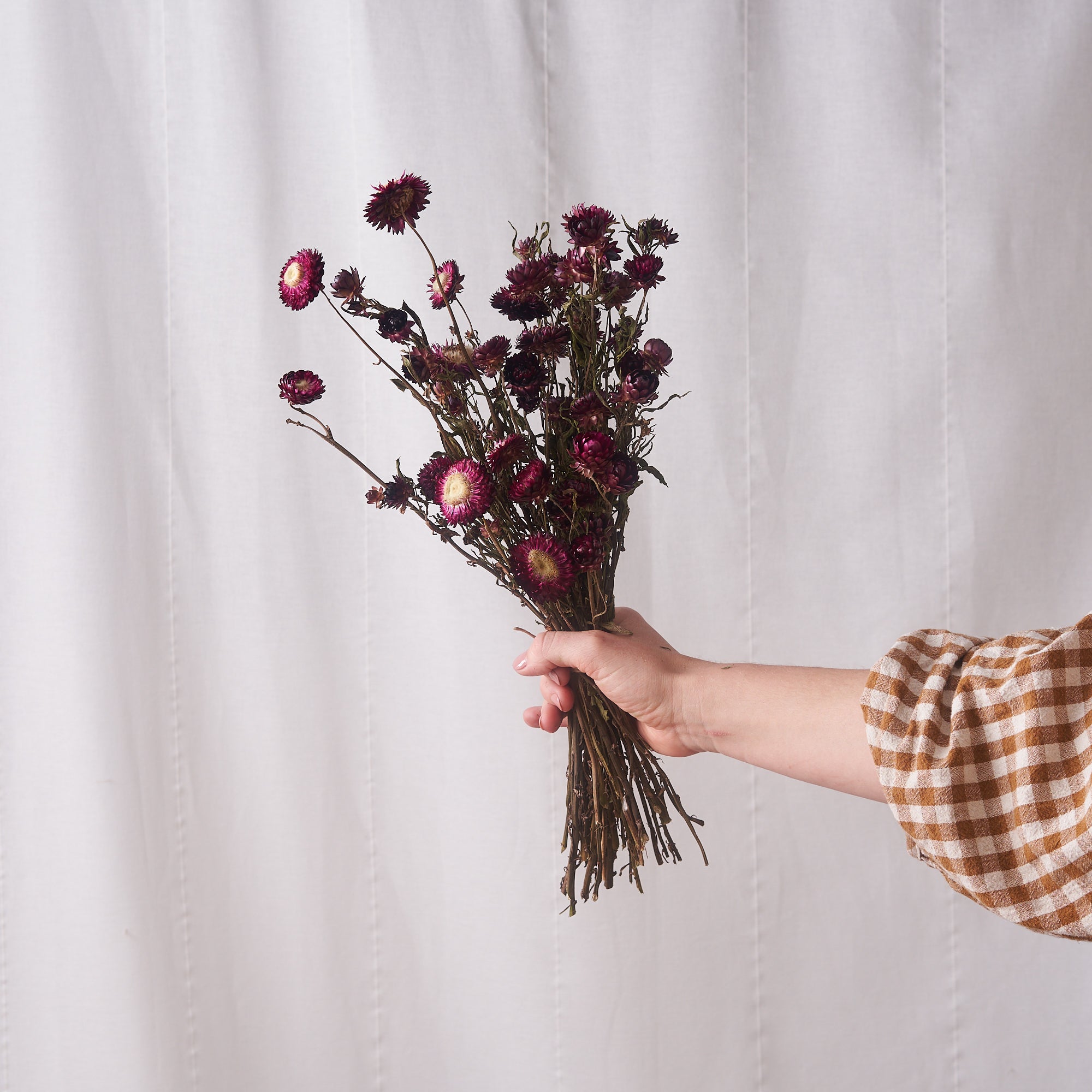 Burgundy straw flower dried bunch