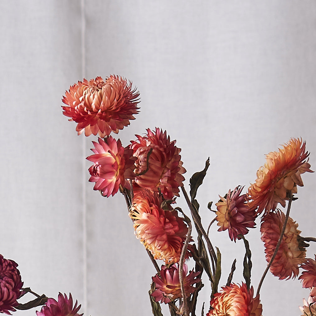 Coral straw flower dried bunch