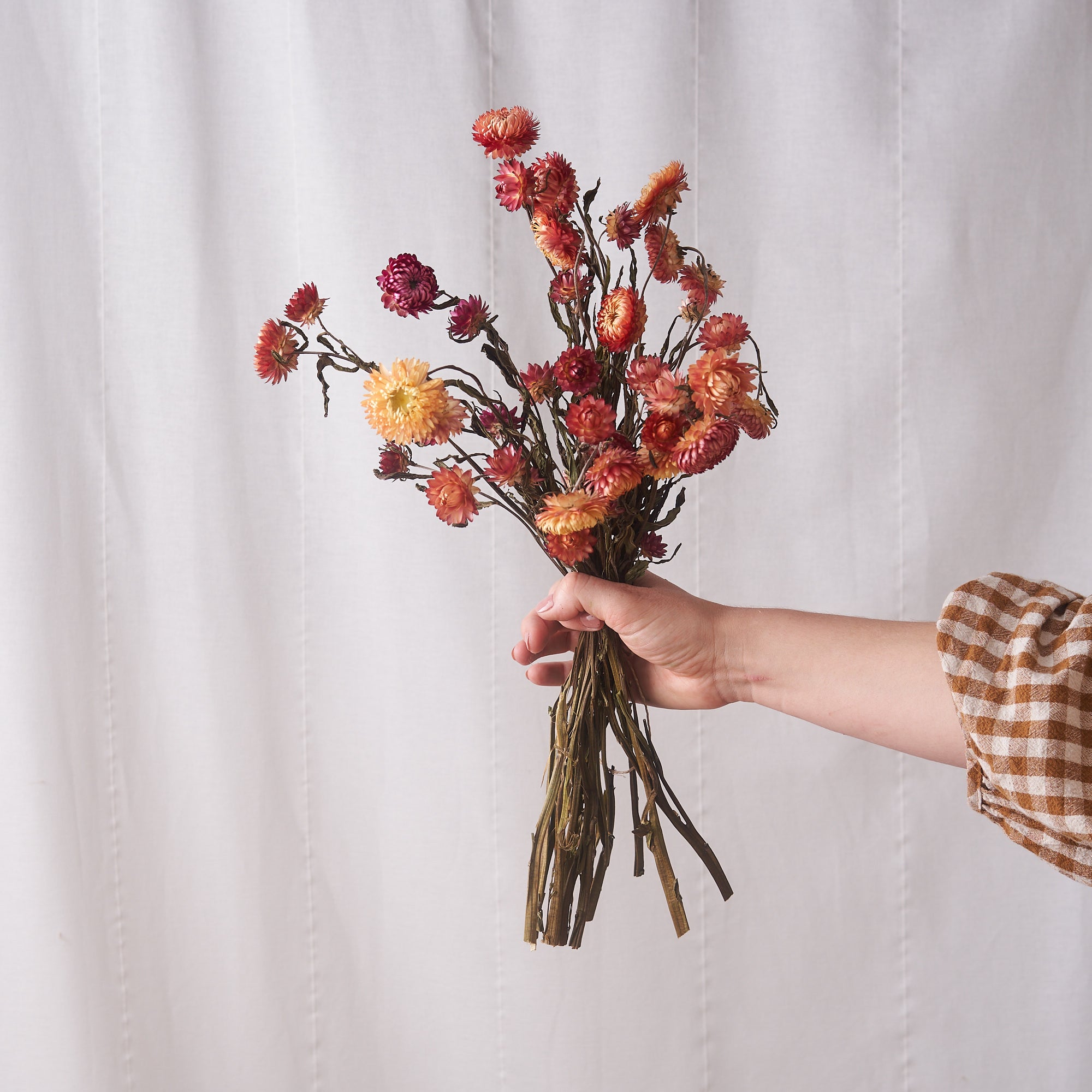 Coral straw flower dried bunch