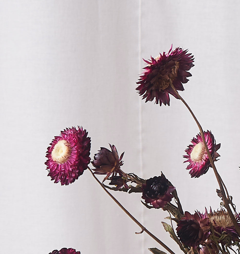 Burgundy straw flower dried bunch