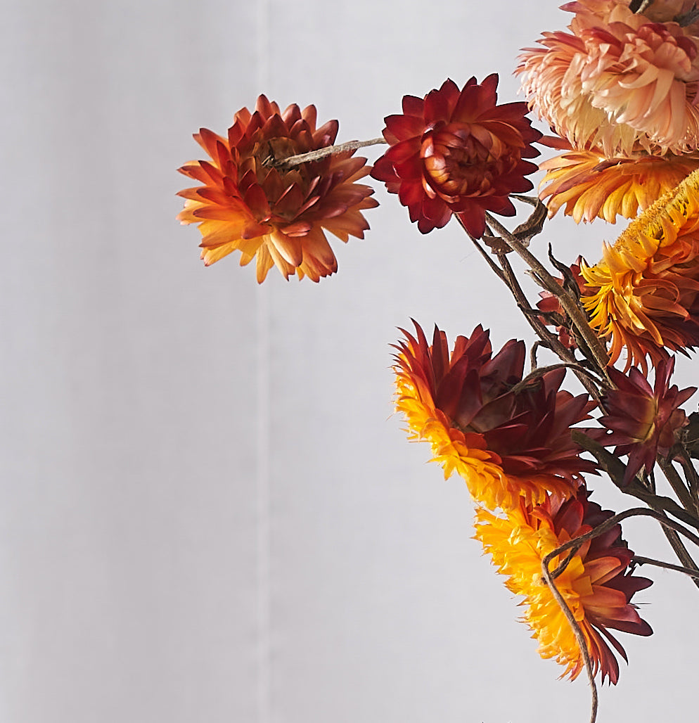 Orange straw flower dried bunch