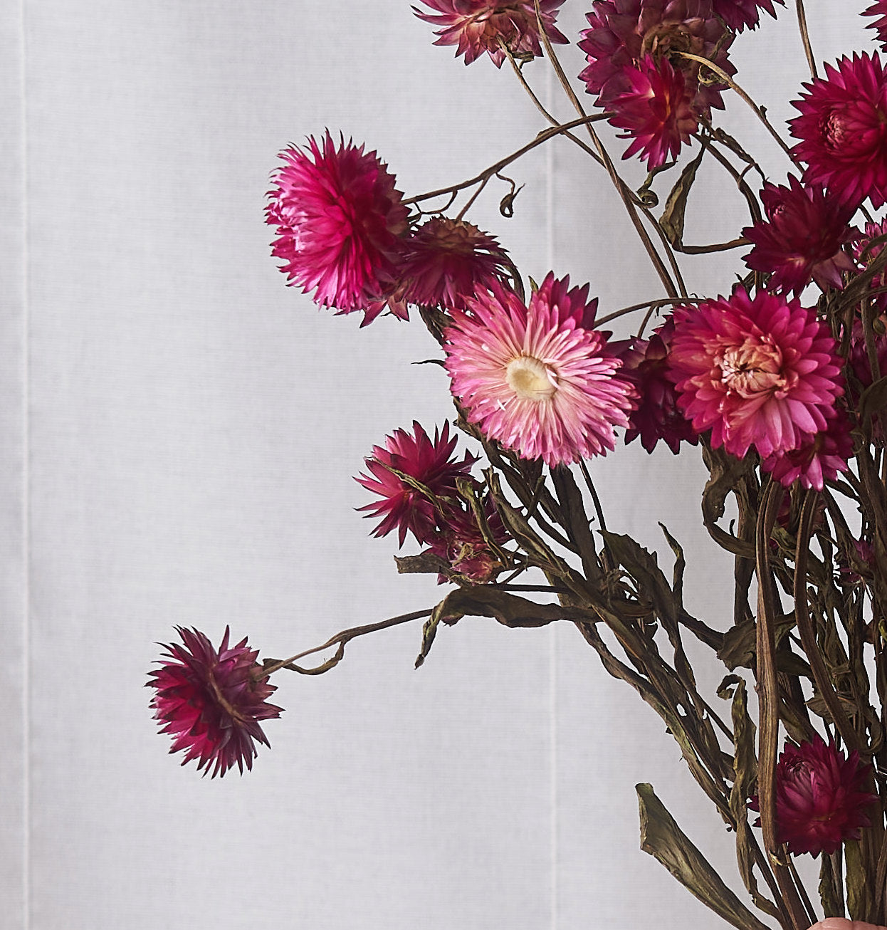 Pink straw flower dried bunch