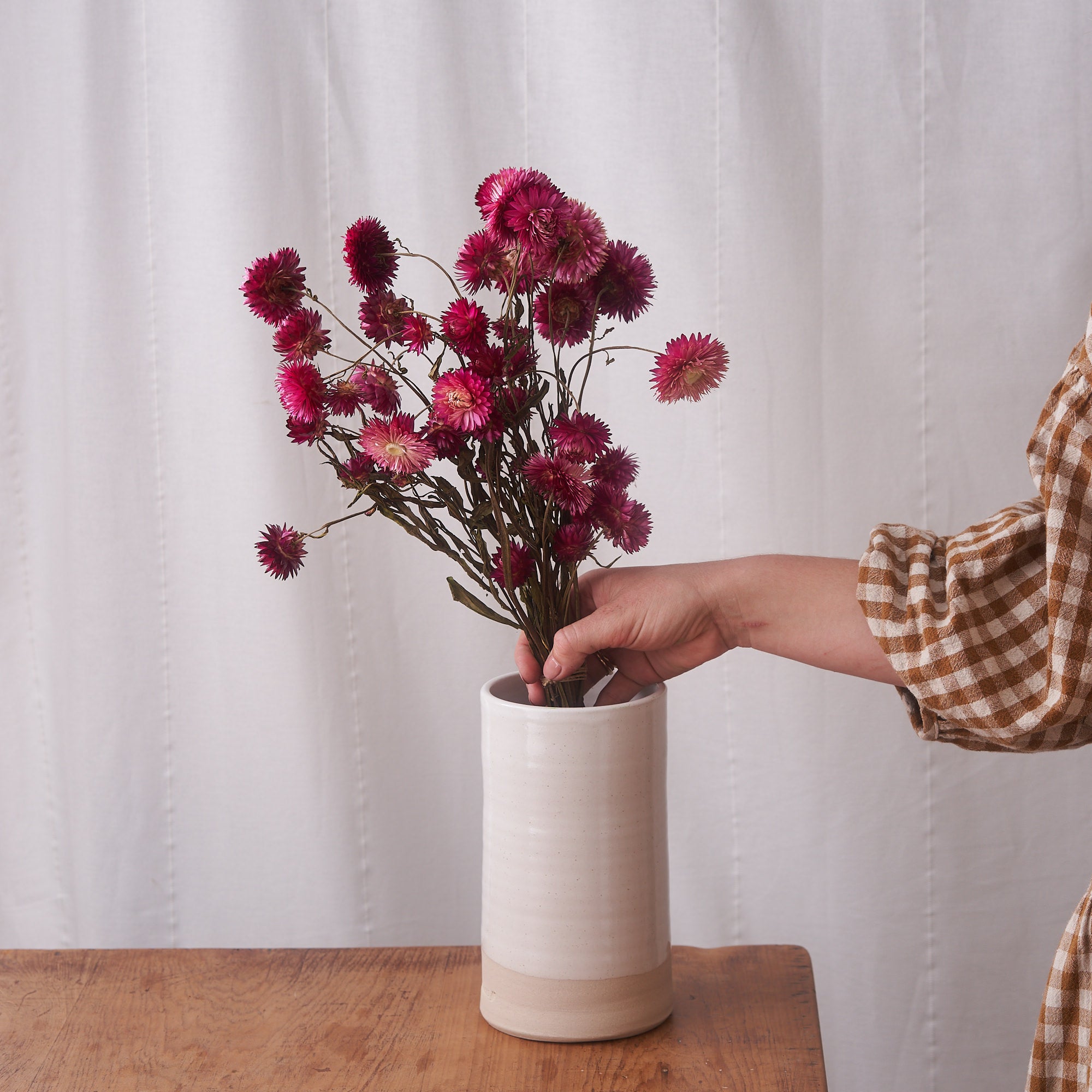 Pink straw flower dried bunch