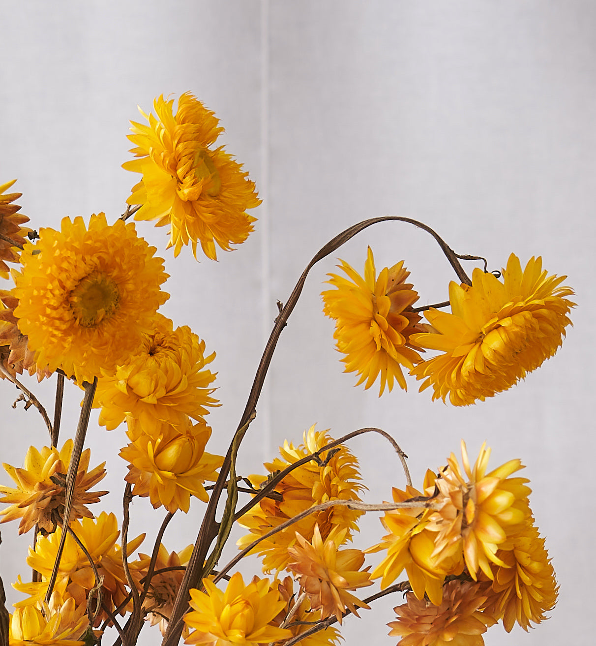 Yellow straw flower dried bunch