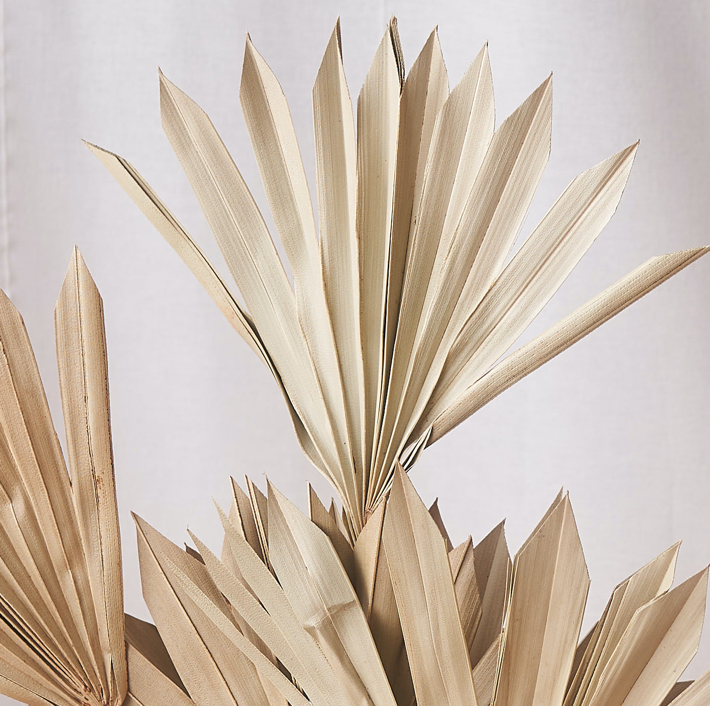 Sun palm natural dried bunch