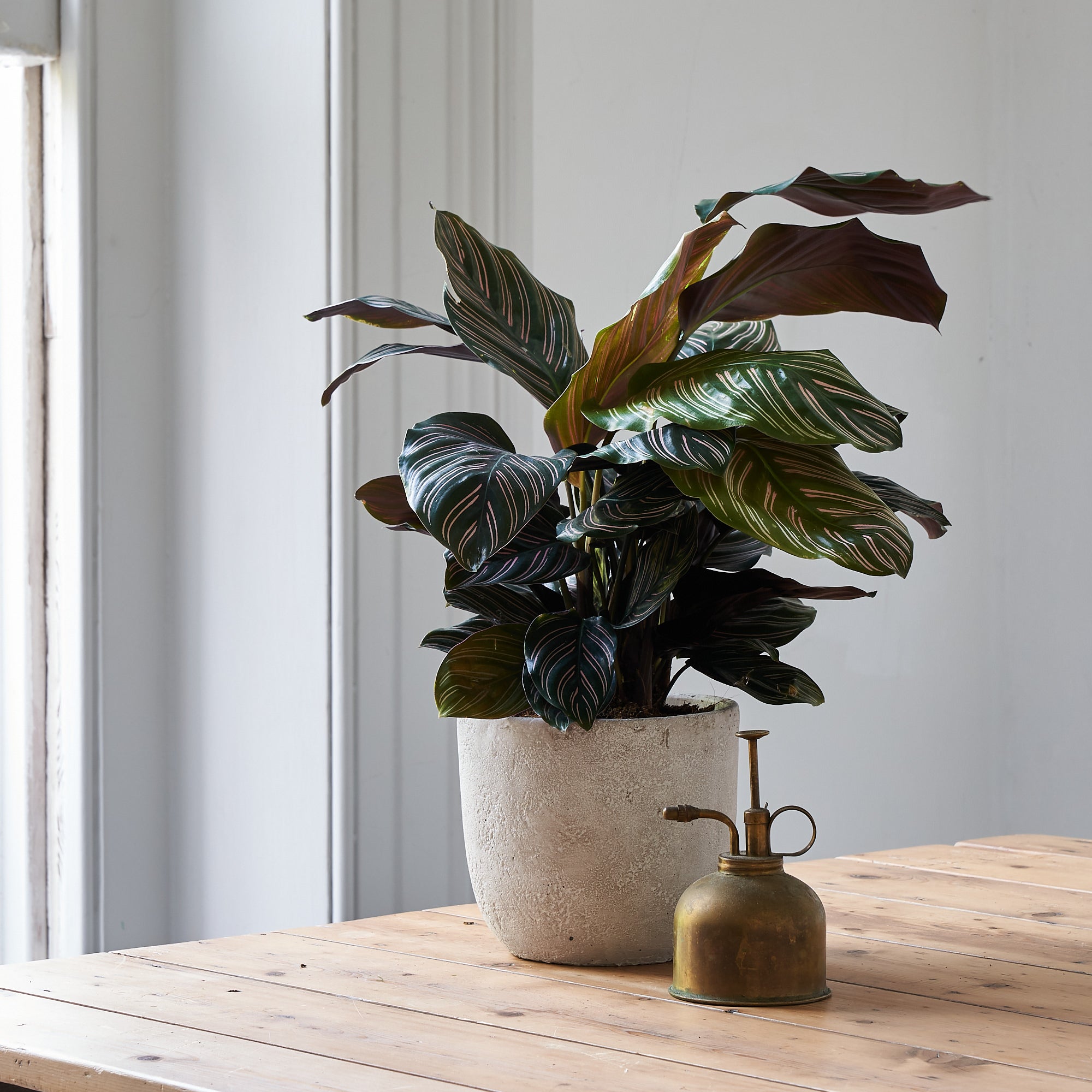 how to care for your calathea ornata or pinstripe plant