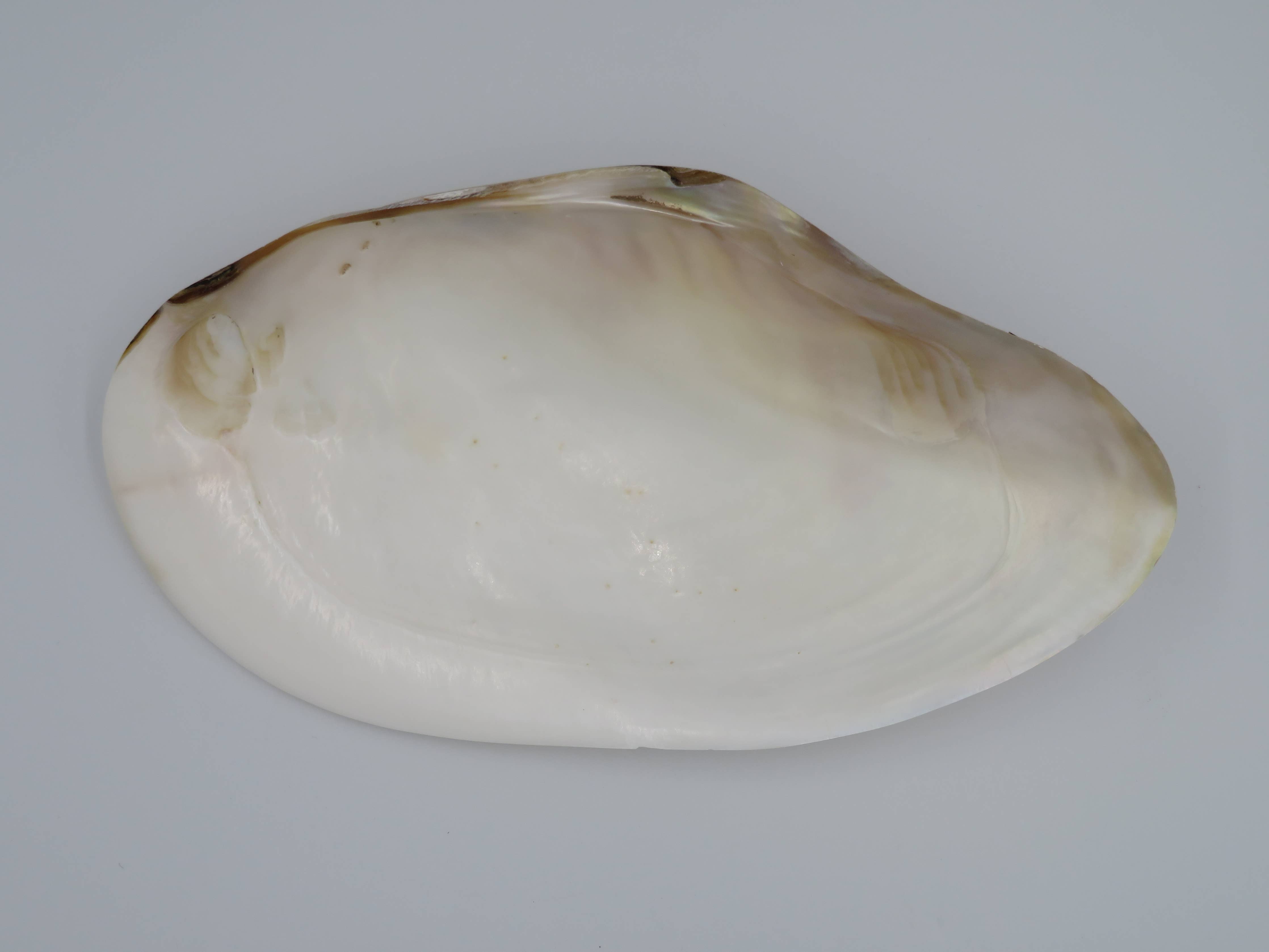 Kupang Shell | M