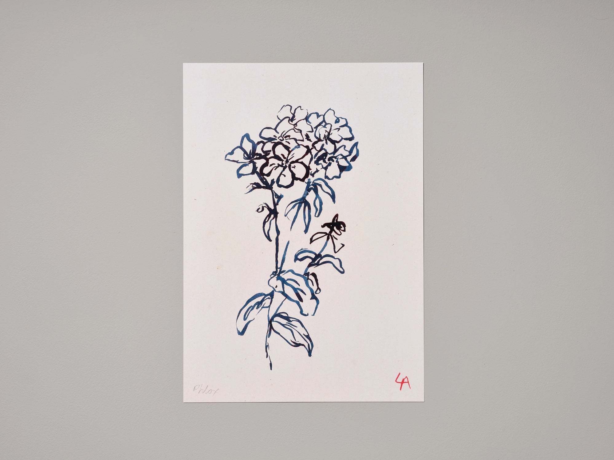 Phlox Art Print