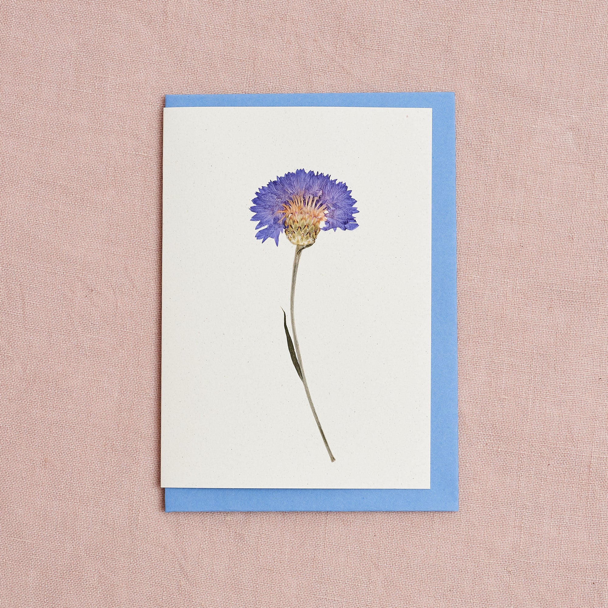 Real Pressed Flower Greetings Card : Cornflower Blue