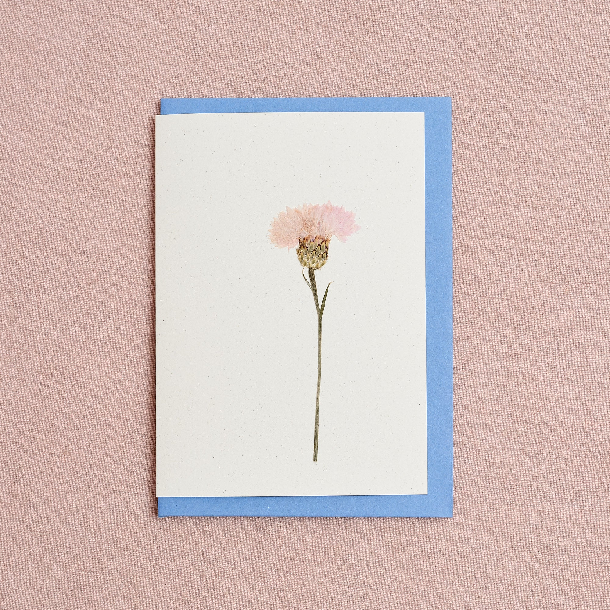 Real Pressed Flower Greetings Card : Cornflower Pink