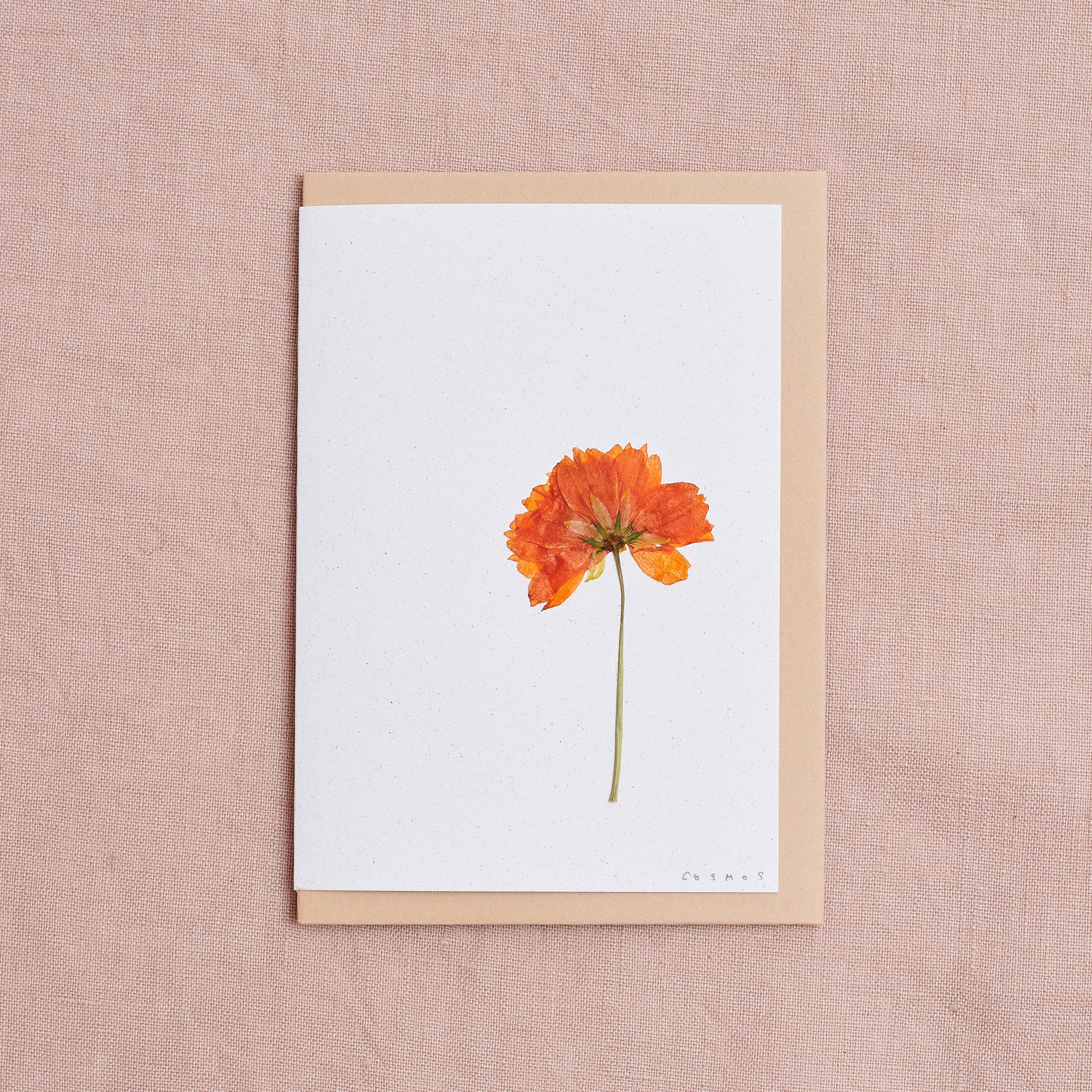 Real Pressed Flower Greetings Card : Cosmos