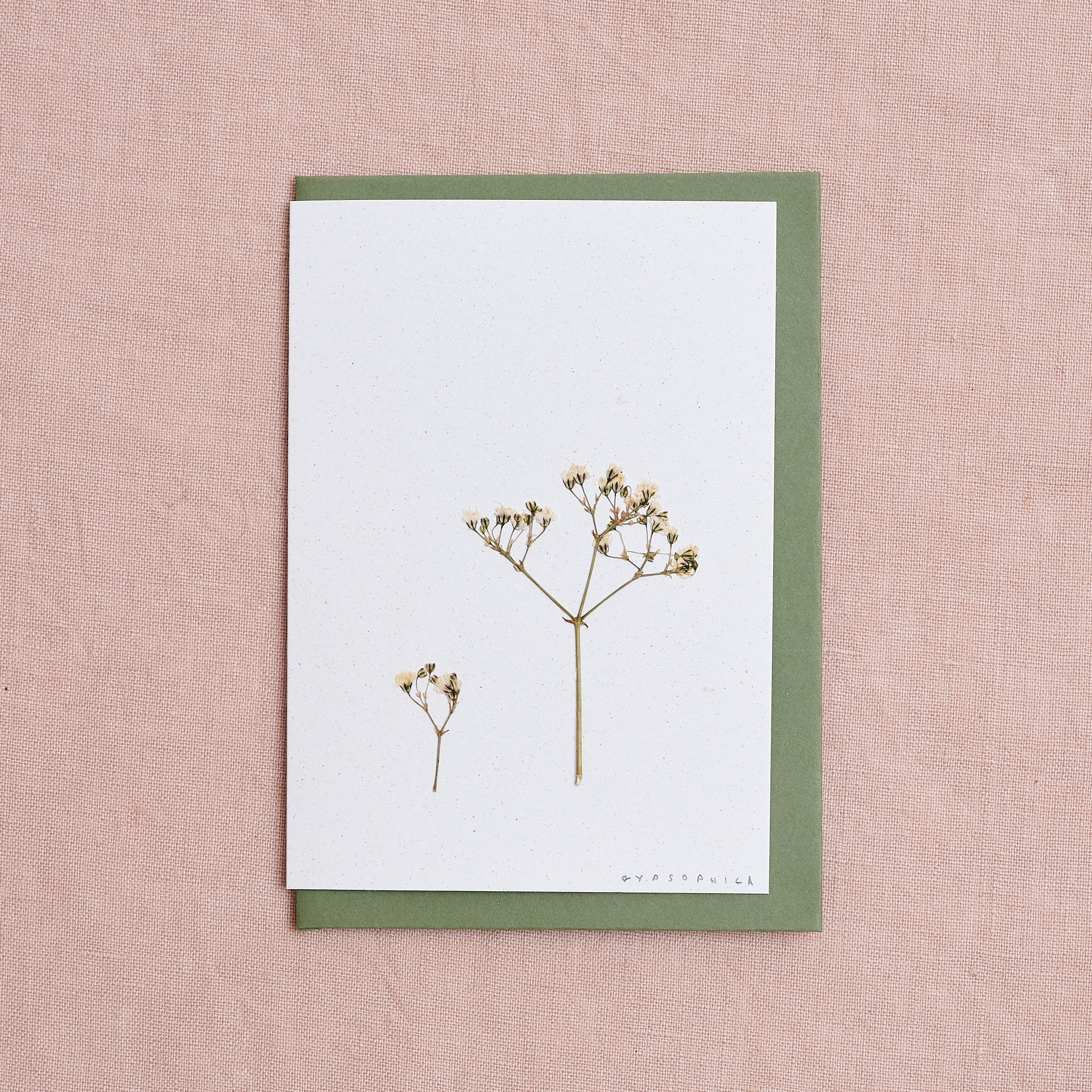 Real Pressed Flower Greetings Card : Gypsophilia