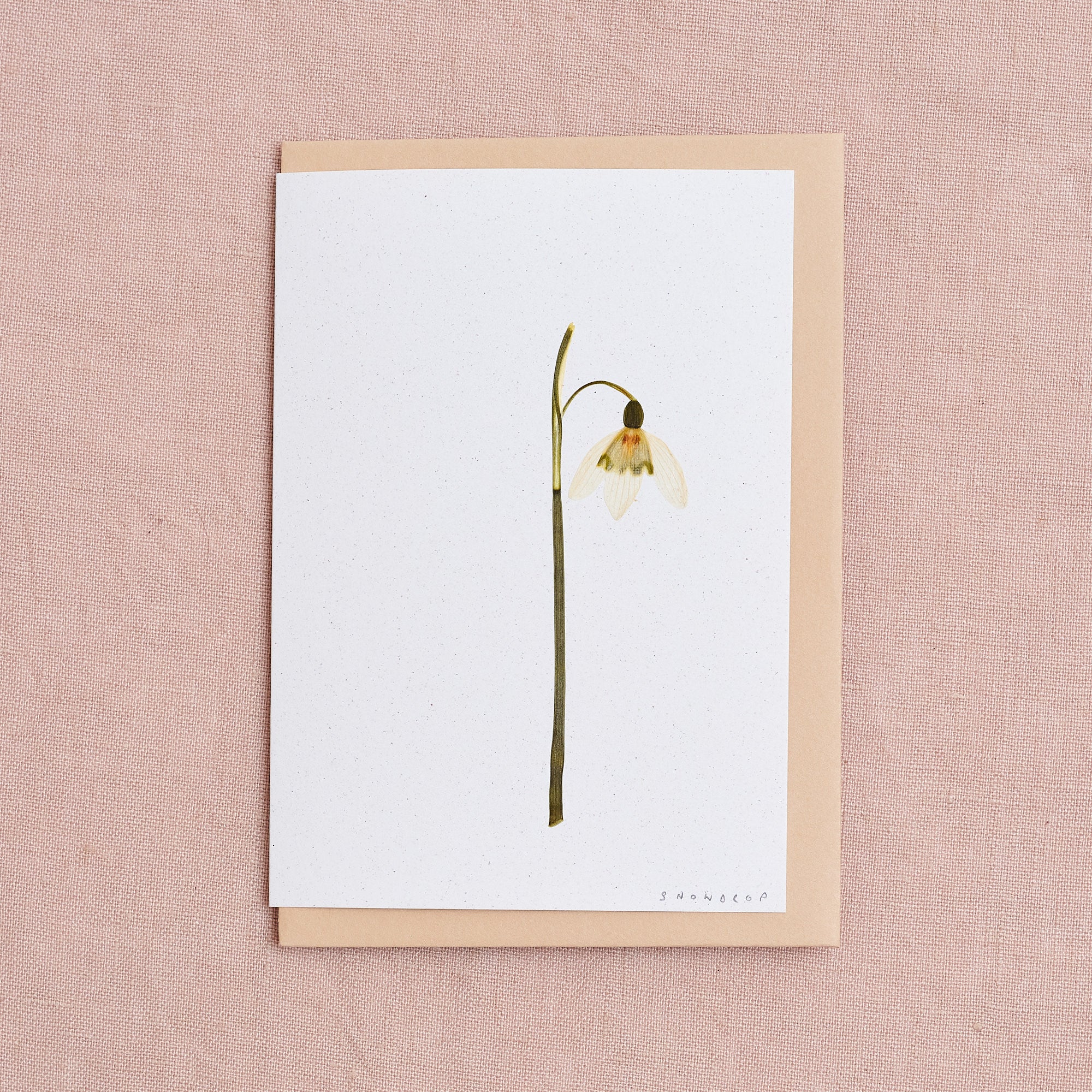 Real Pressed Flower Greetings Card : Snowdrop