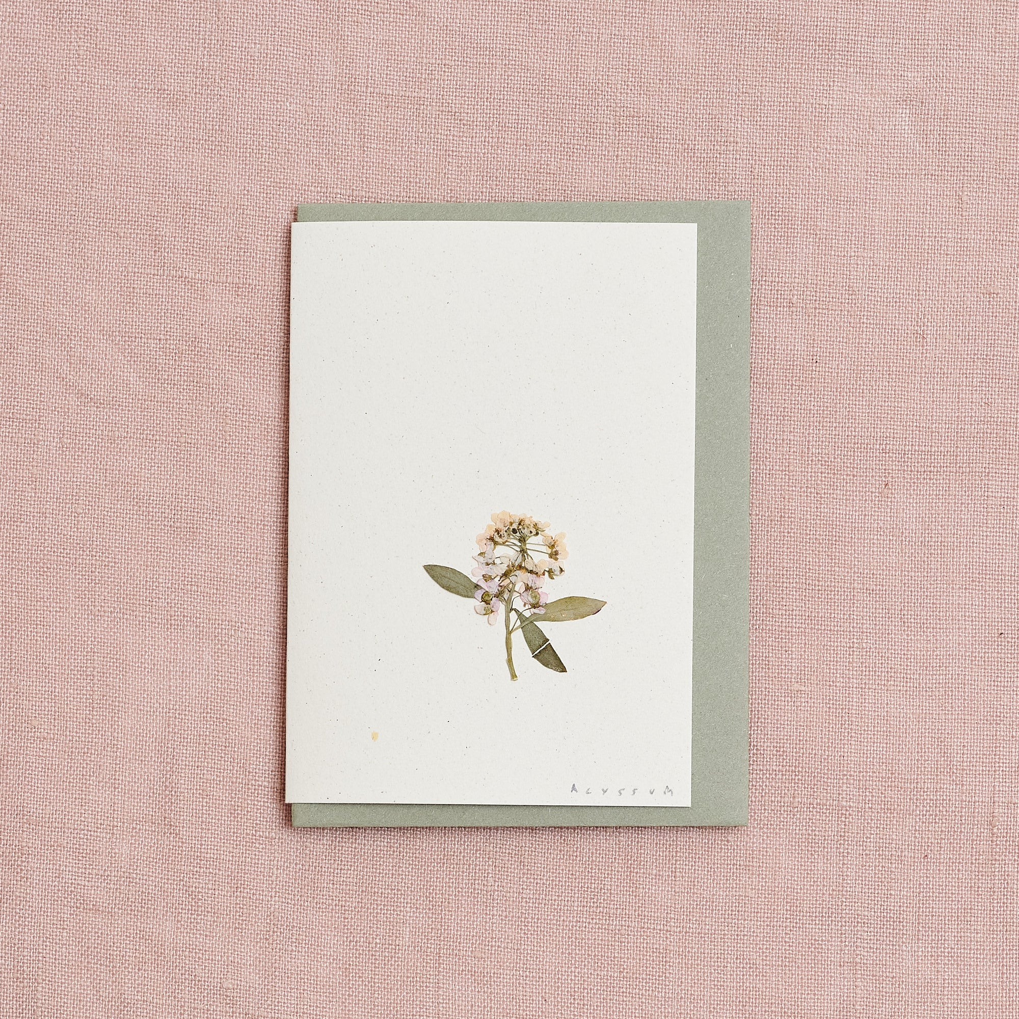 Real Pressed Flower Mini Greetings Card : Alyssum