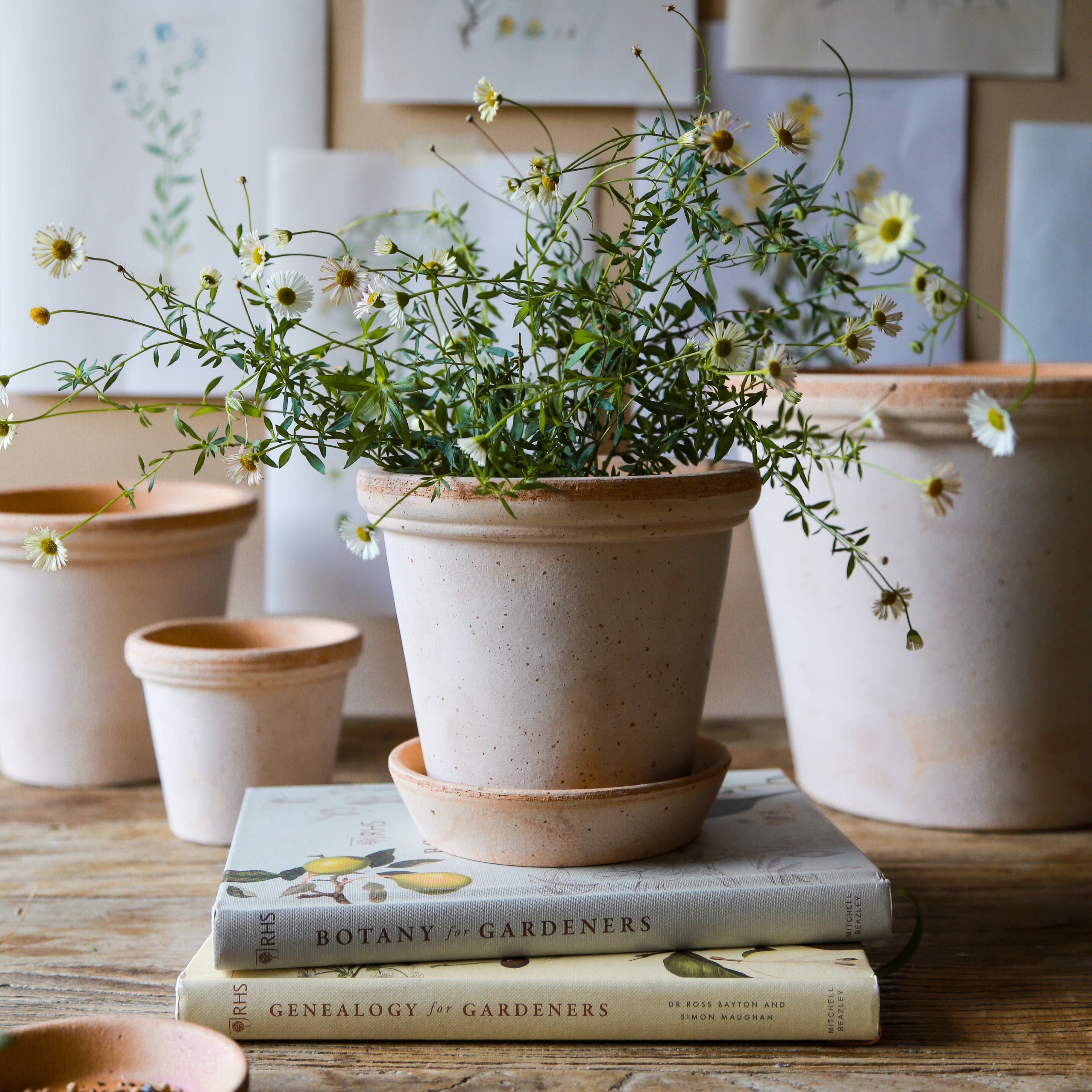 Bergs Potter Terracotta Flora Pot & Saucer Set