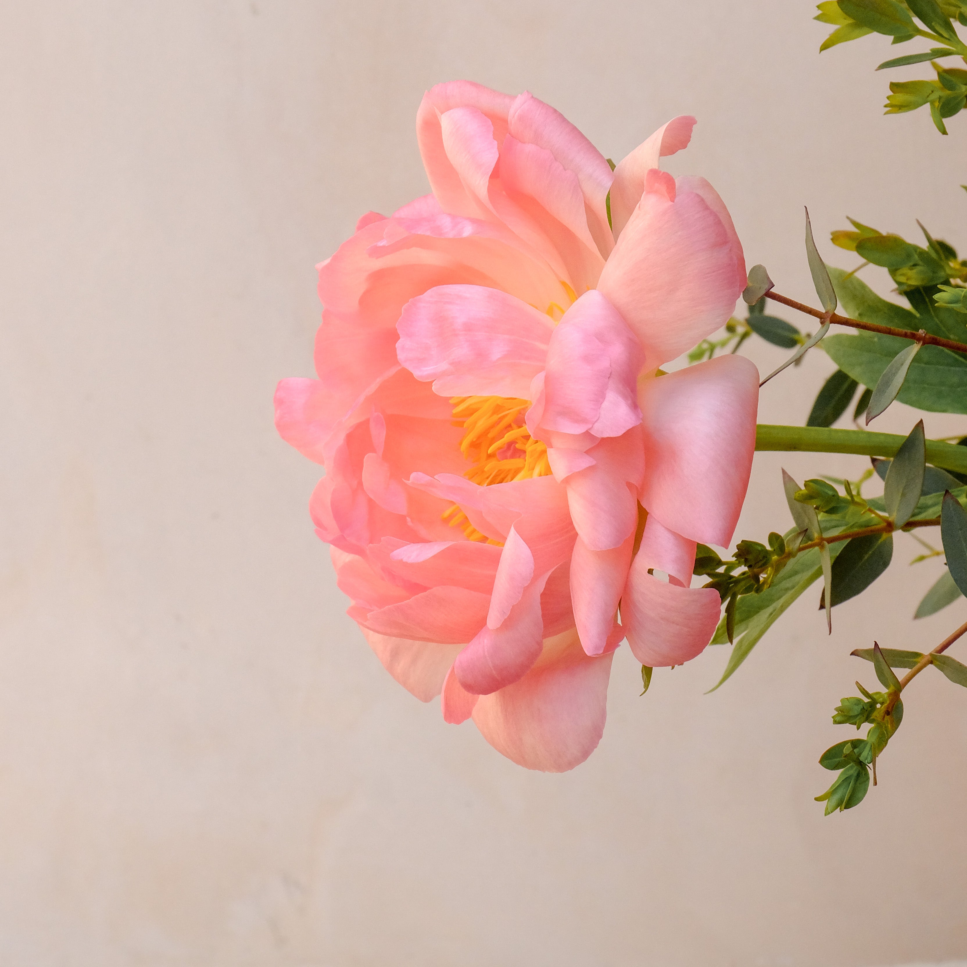 pink peony flower