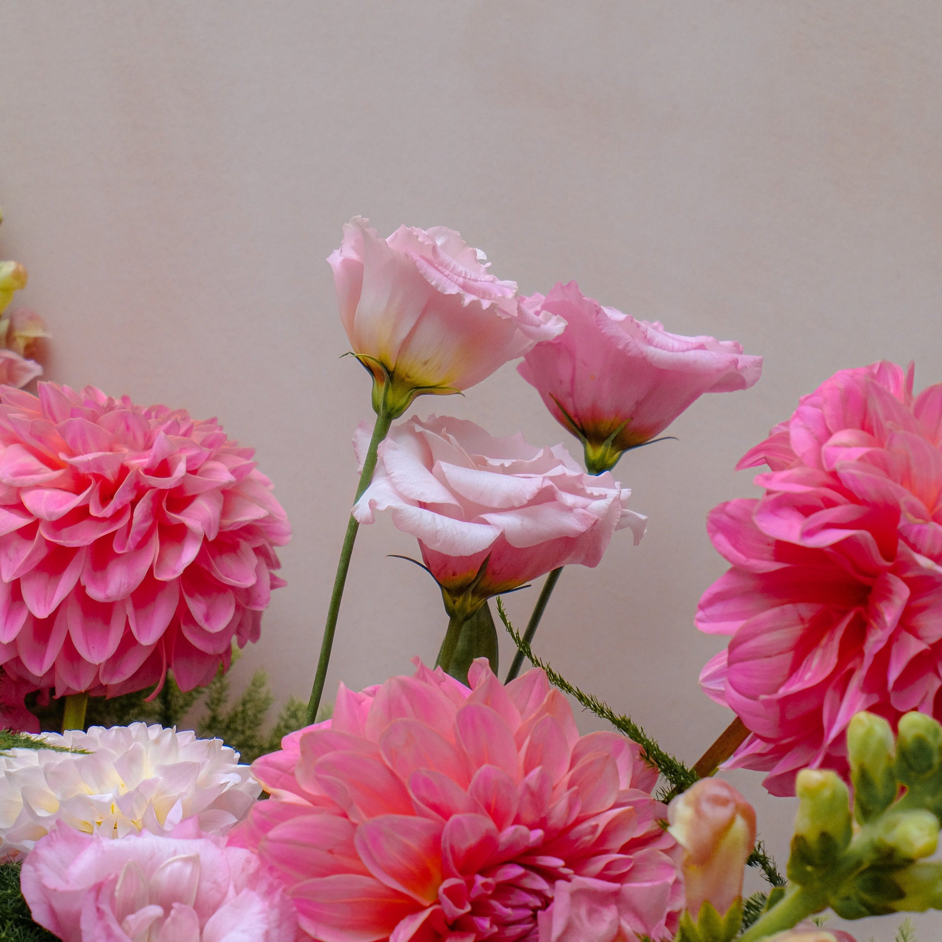 pink dahlias bouquet