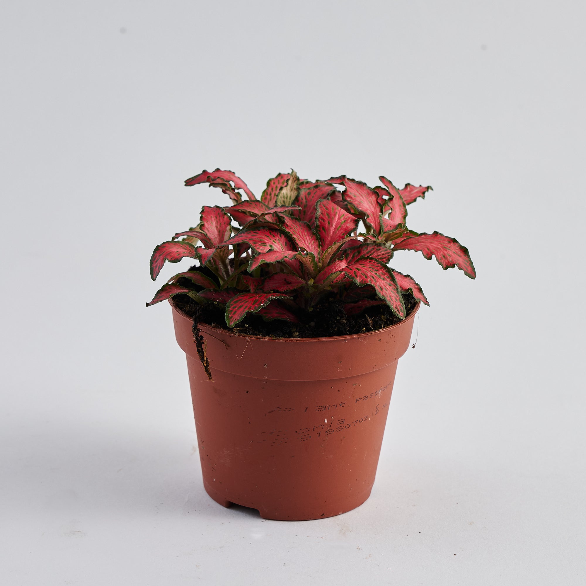 buy fittonia plant online for london and UK nationwide delivery