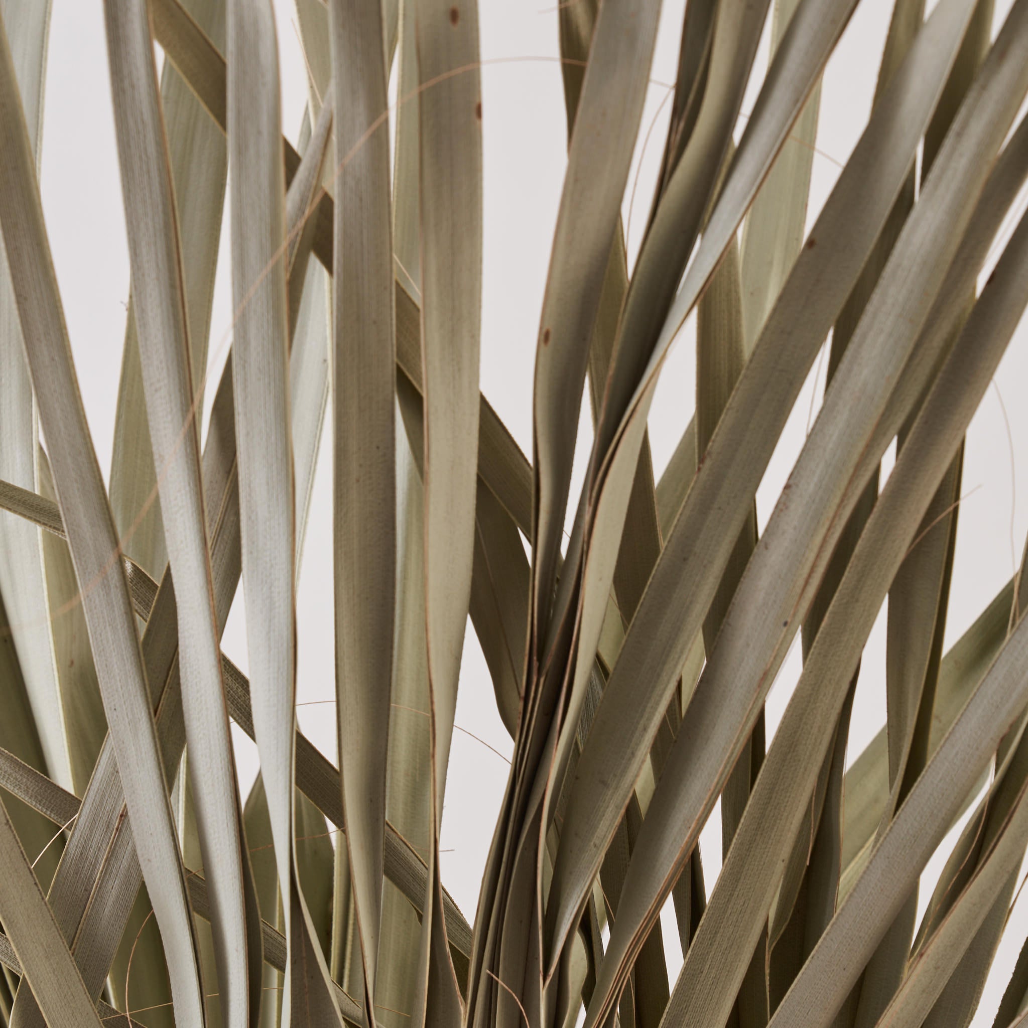 Wild Palm Leaves dried bunch