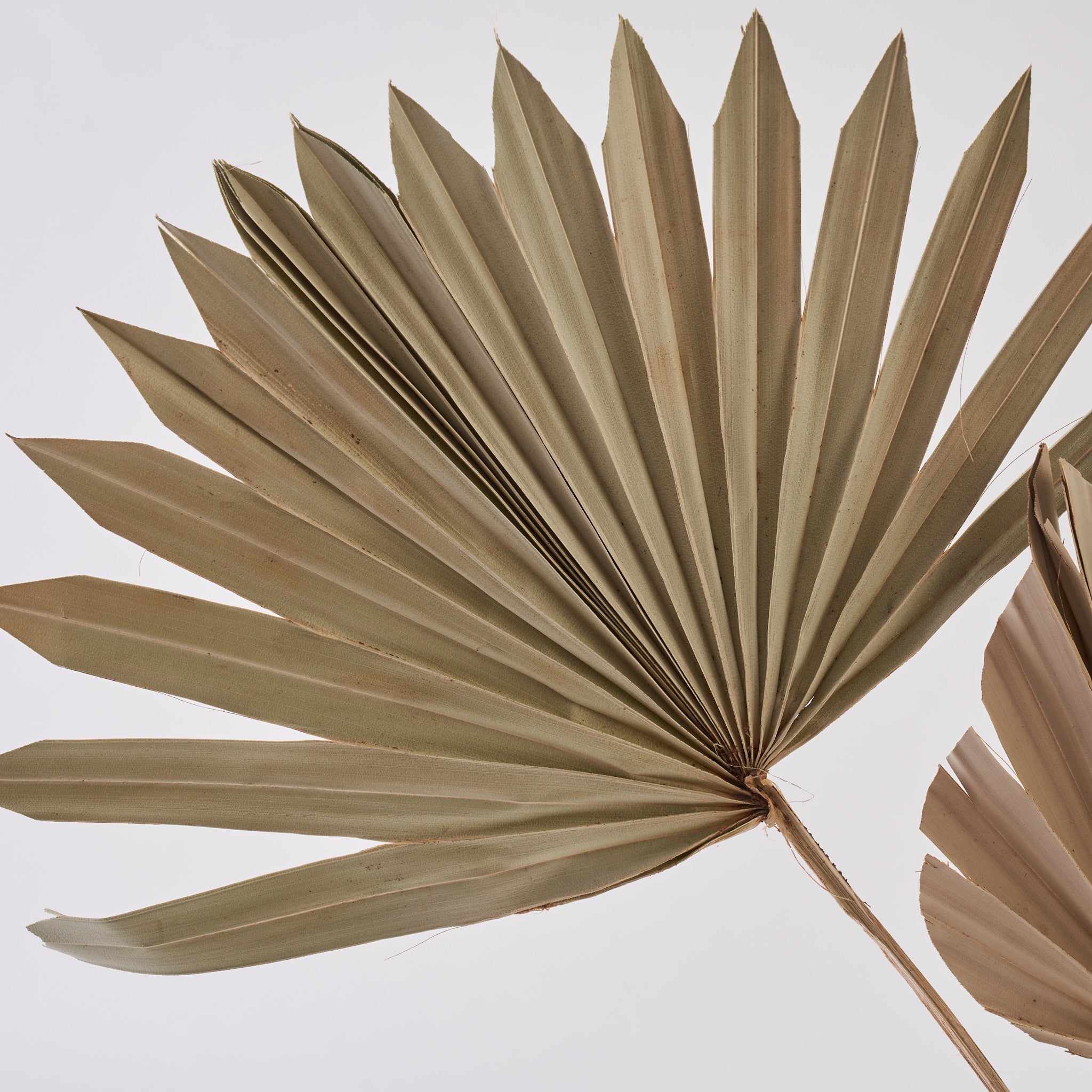 dried palm leaves to buy online