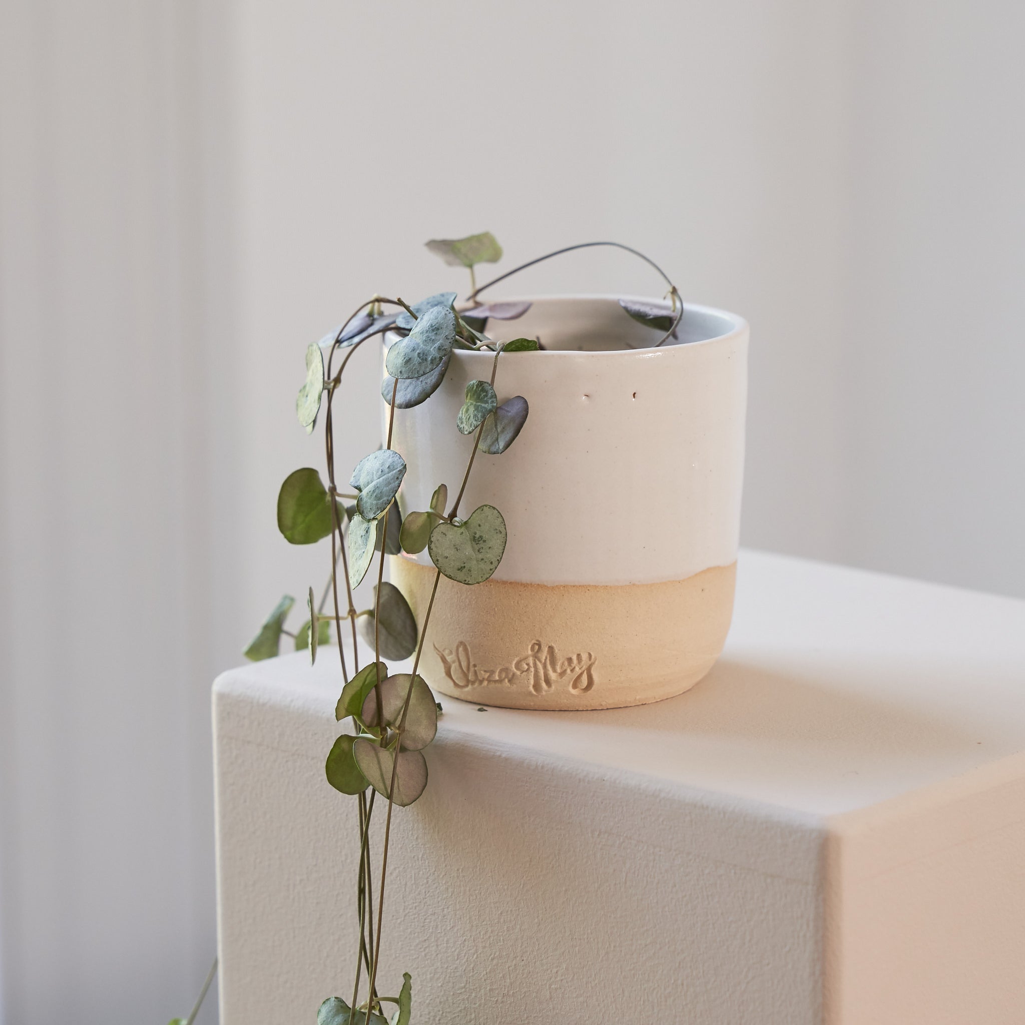 String of Hearts (Ceropegia woodii)