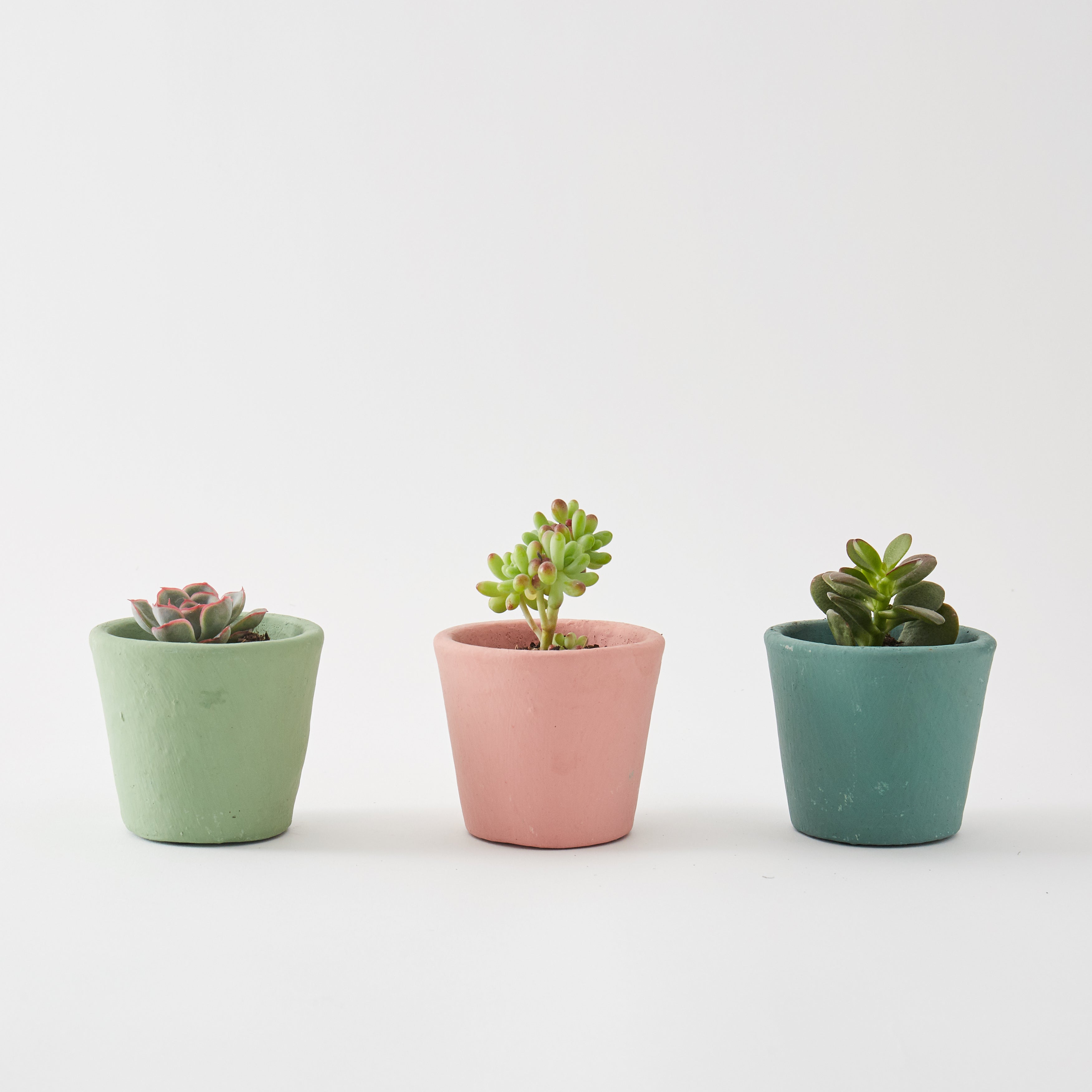 Set of 3 Small Succulents