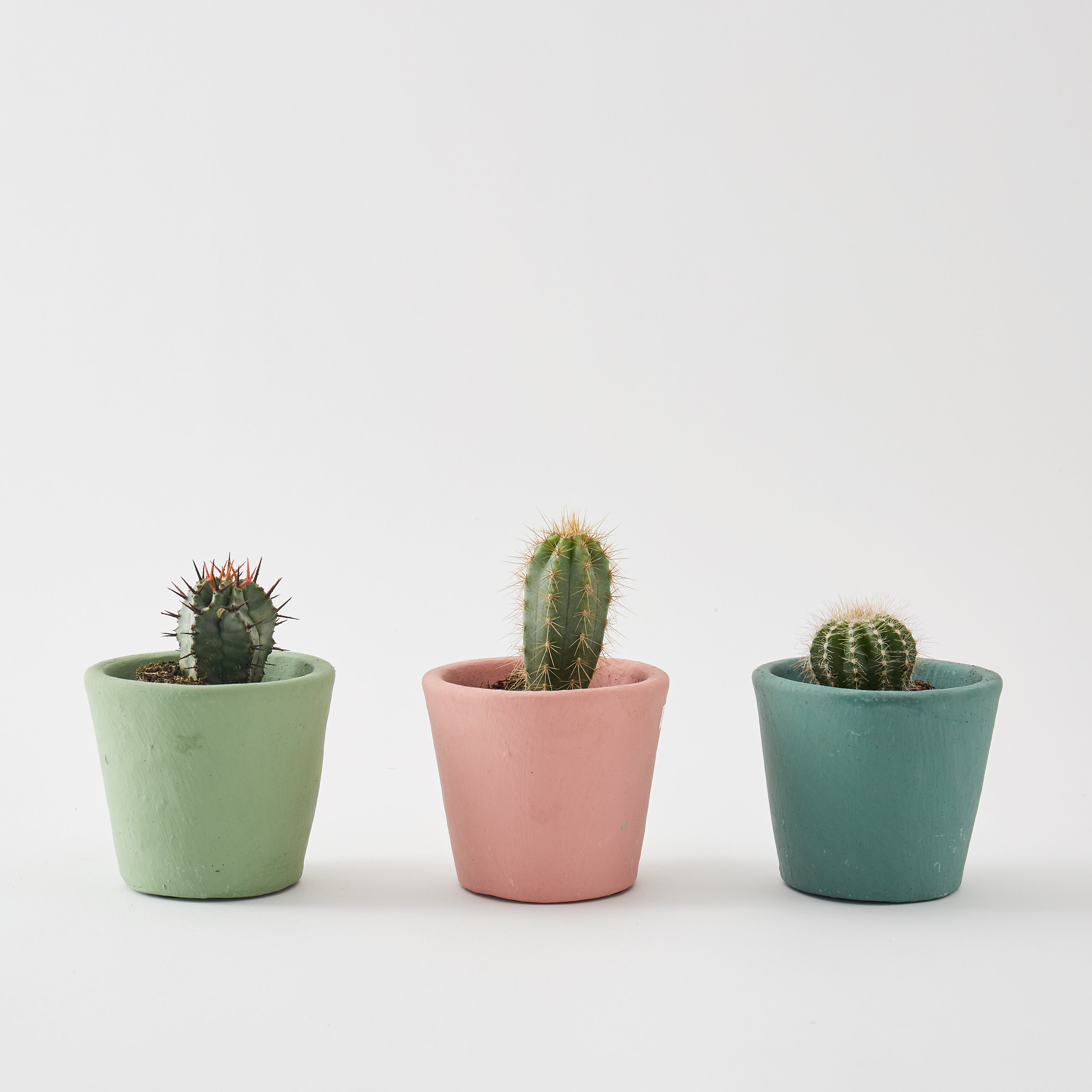 Set of 3 Small Cacti