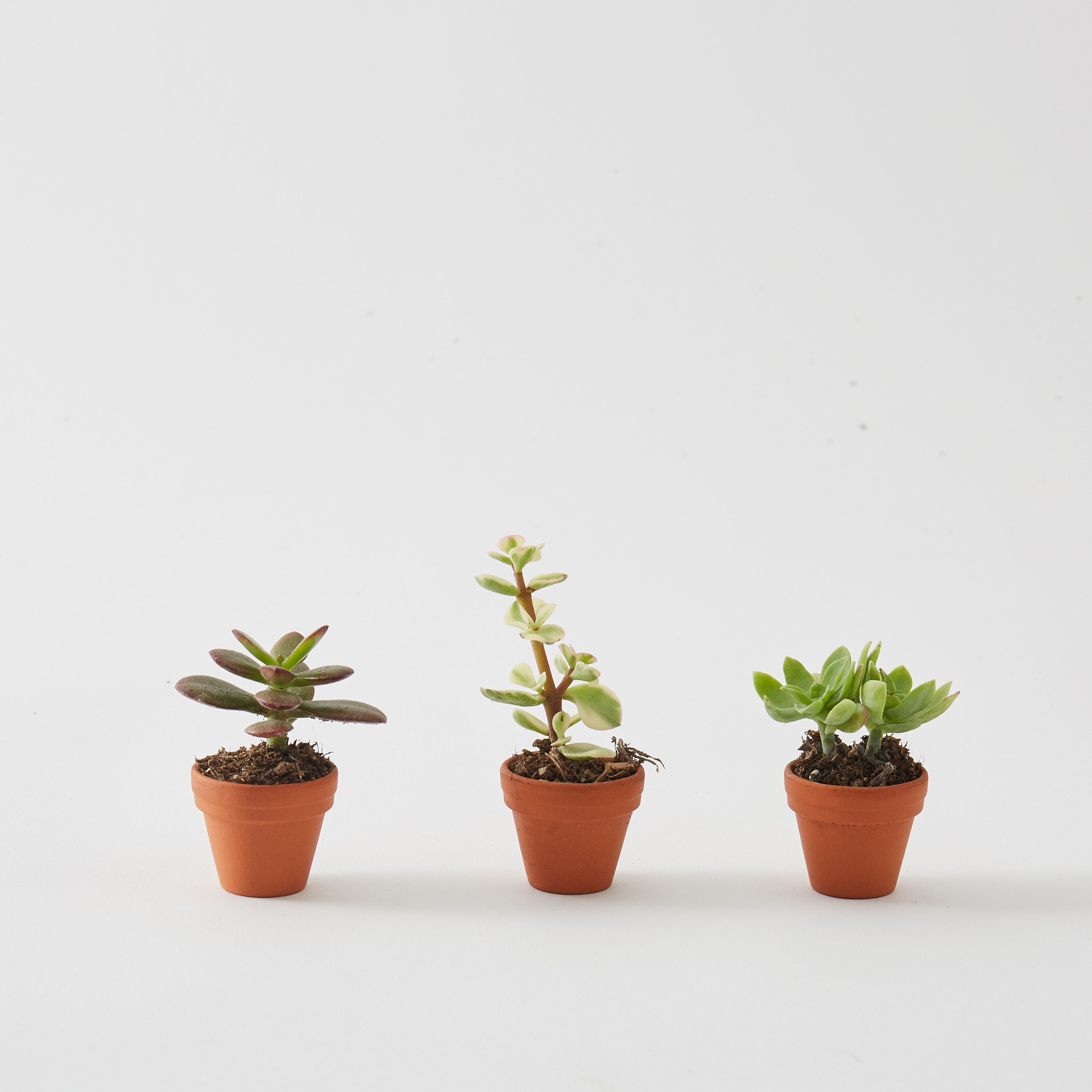 Set of 3 Mini Succulents