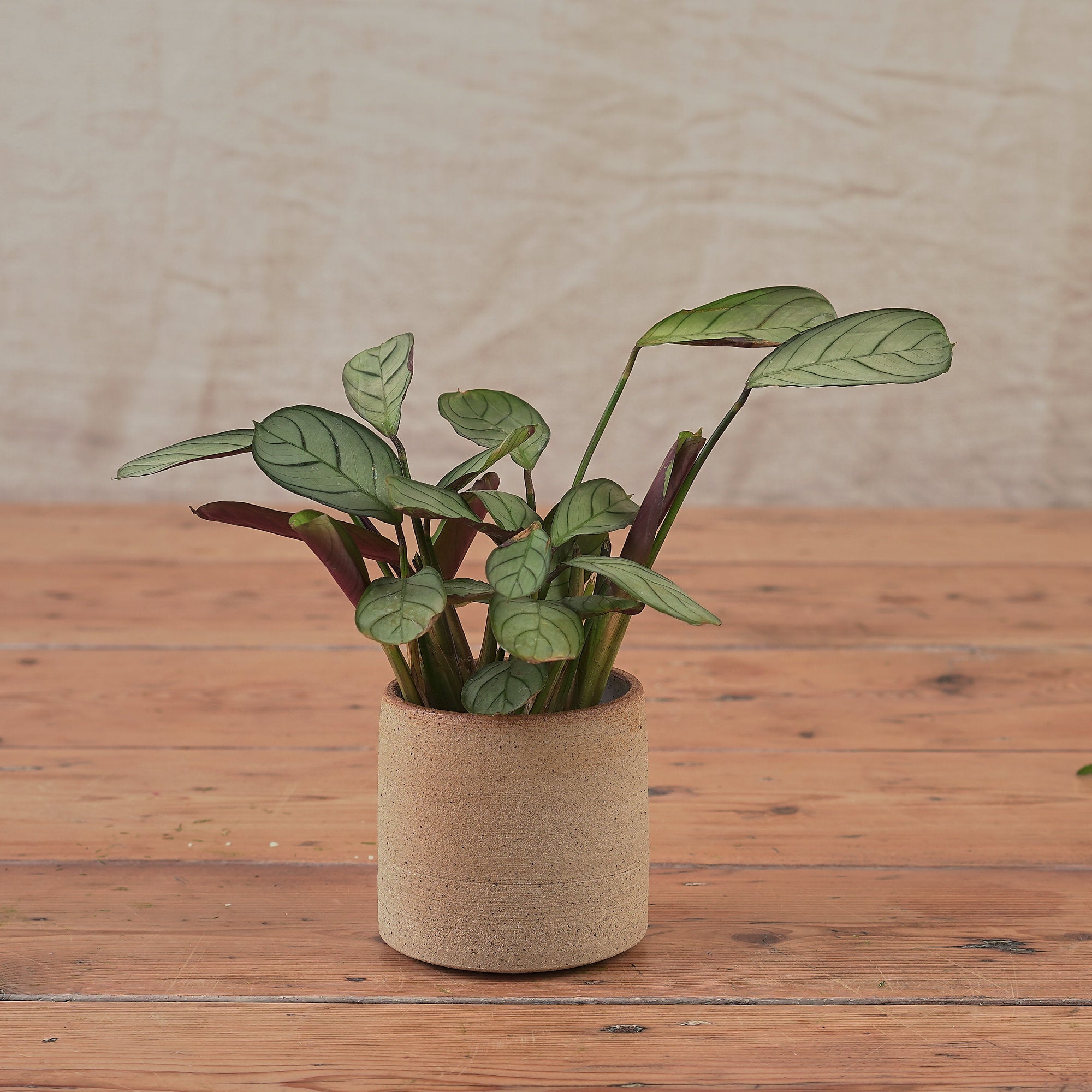 hand thrown ceramic toasted plant pot