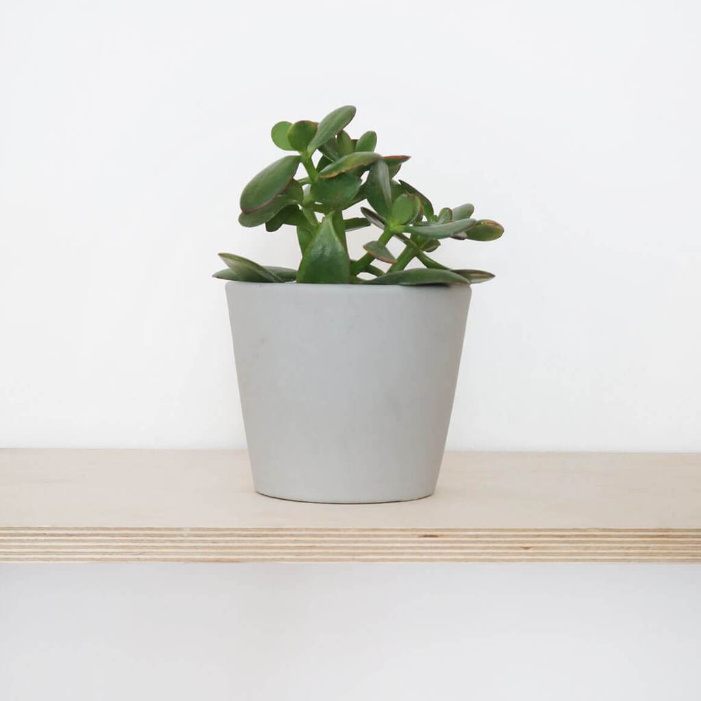mini Succulent Collection - Mini cactus & succulent Trio — Sweet Blooms  Atelier