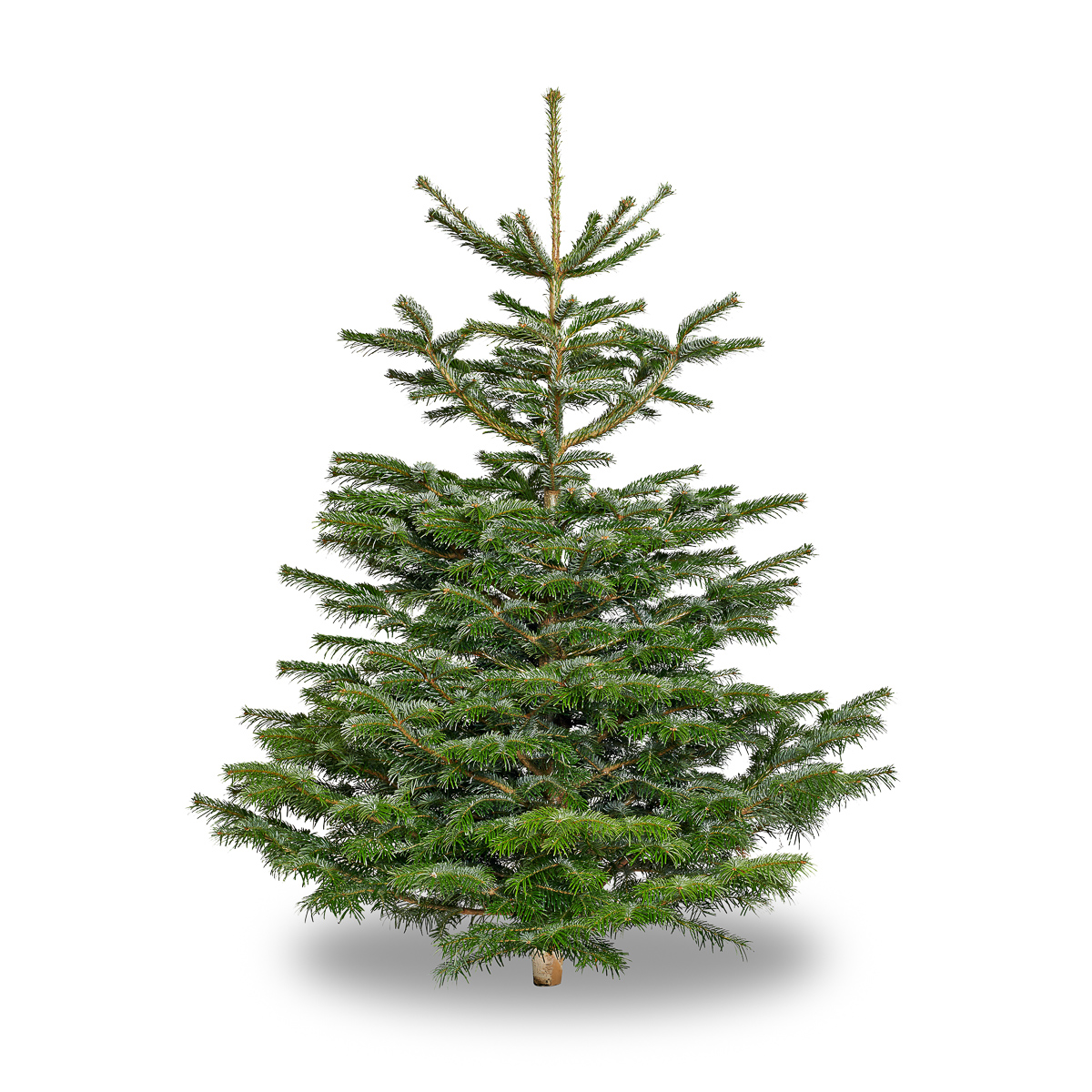 Christmas Tree Pre-order: Nordmann Pine Non Drop