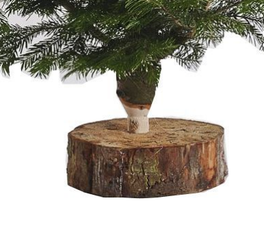 Christmas Tree Pre-order: Nordmann Pine Non Drop