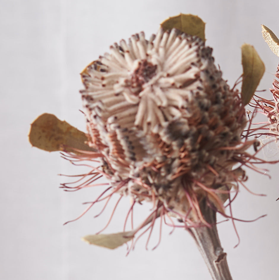 Banksia Dried Bunch