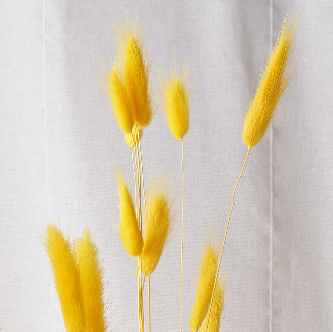 Bunny tails yellow Dried bunch