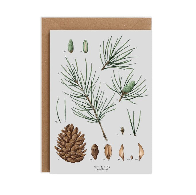 White Pine Species Christmas Card