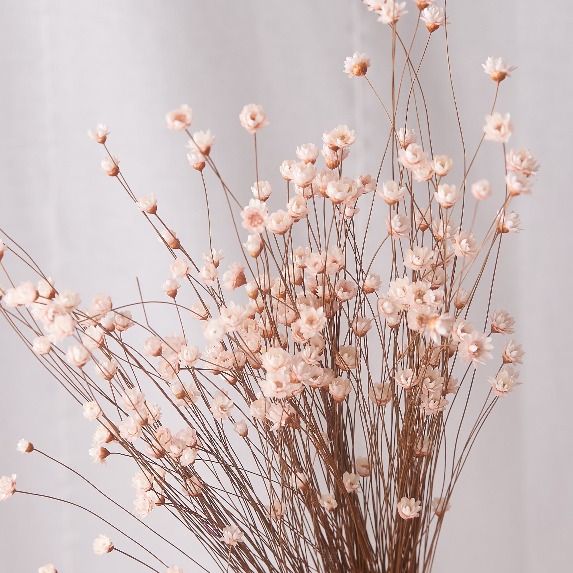 hill flower pink dried bunch