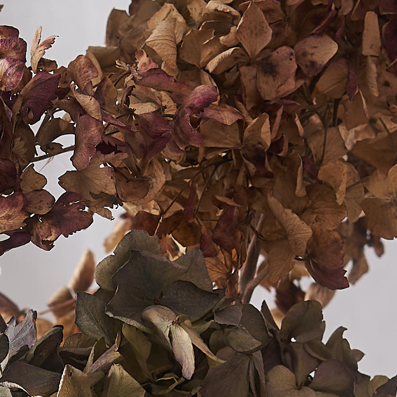 Hydrangea dried bunch: natural
