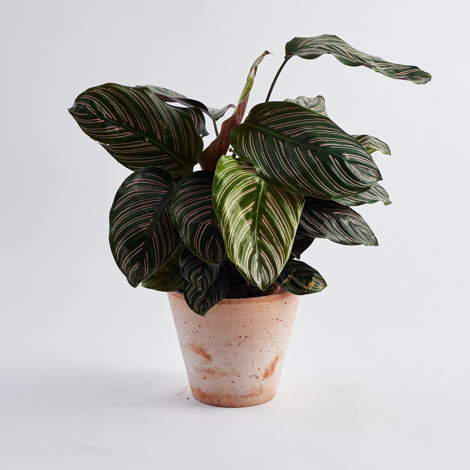 Calathea Pin Stripe (Ornata)