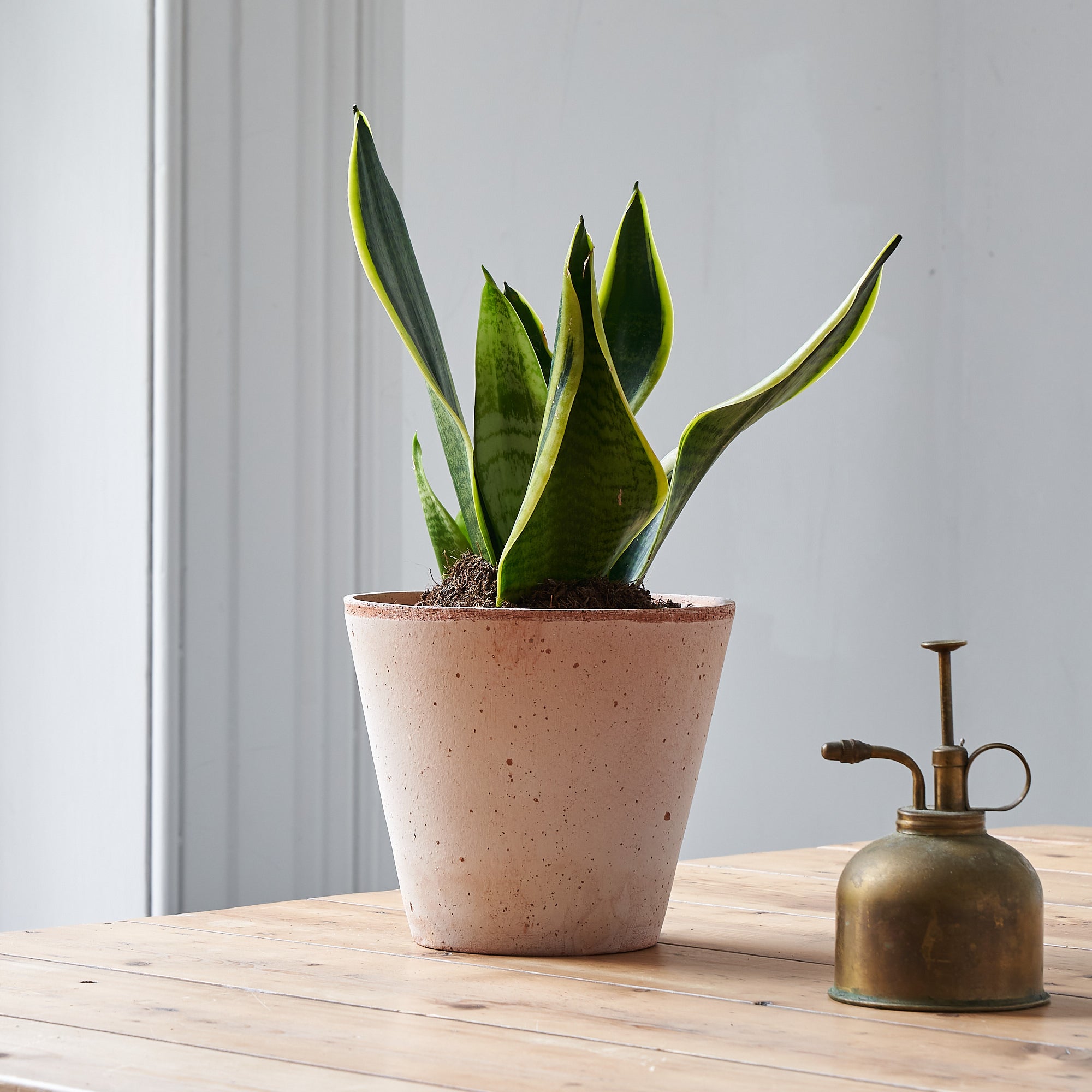 order snake plant online at Botanique Workshop London