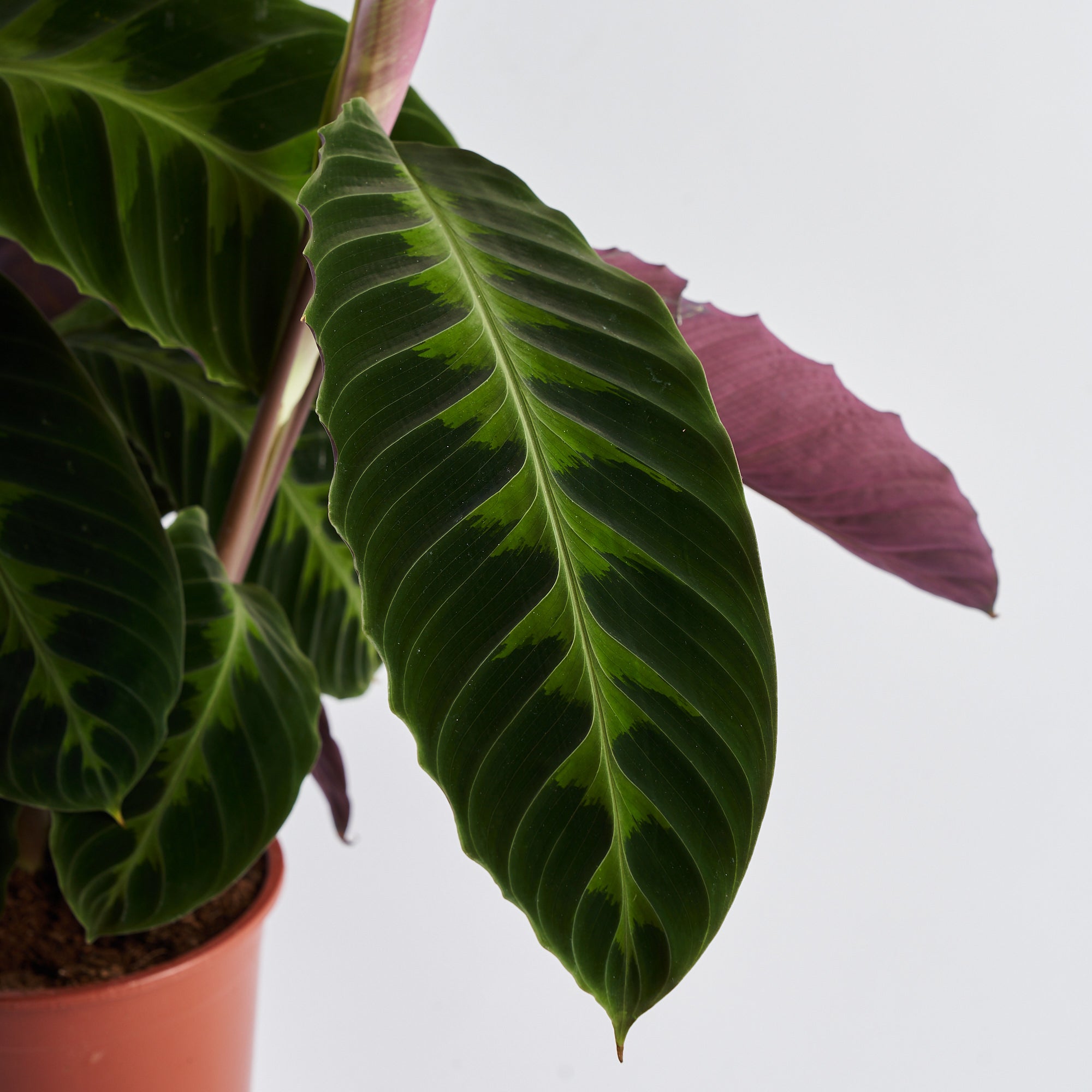 Calathea Jungle Velvet (Warcewiczii)