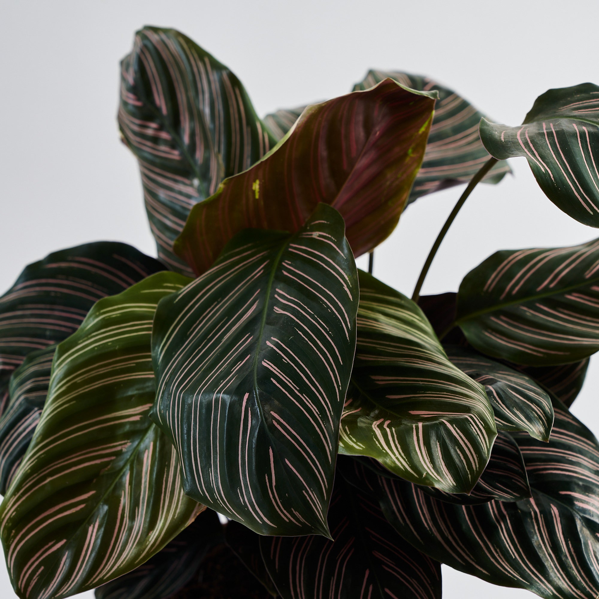 Calathea Pin Stripe (Ornata)