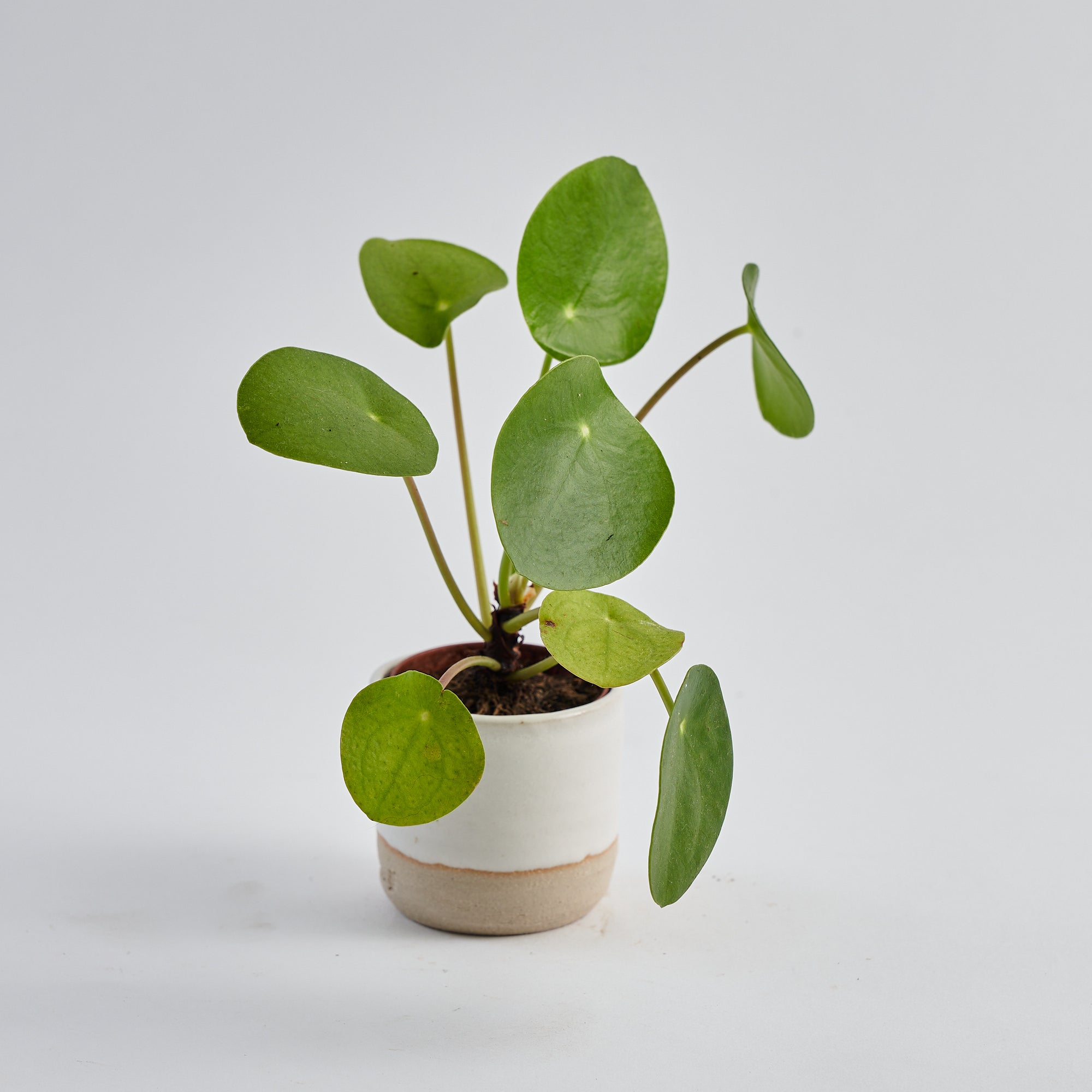 Baby Pilea Peperomioides