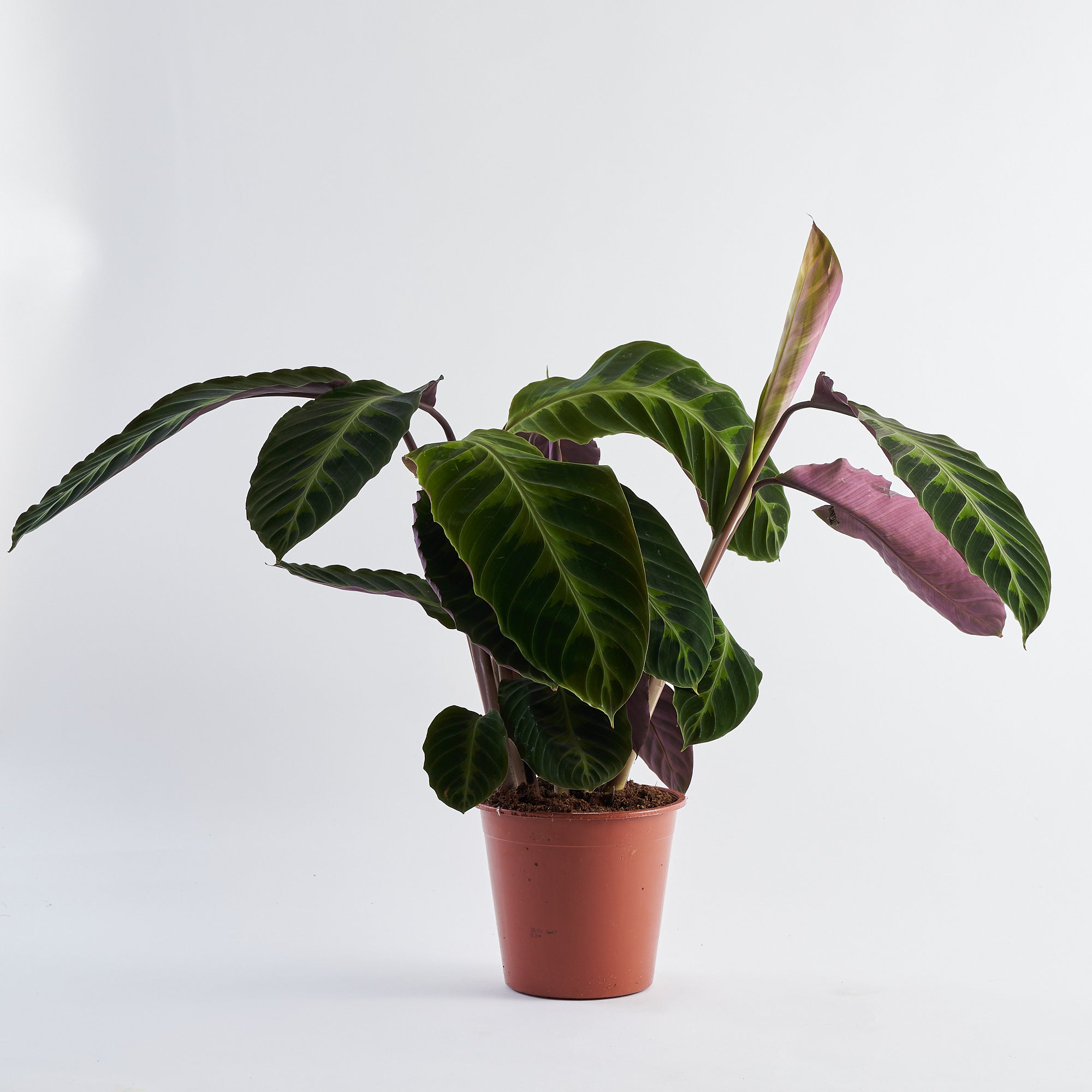 Calathea Jungle Velvet (Warcewiczii)