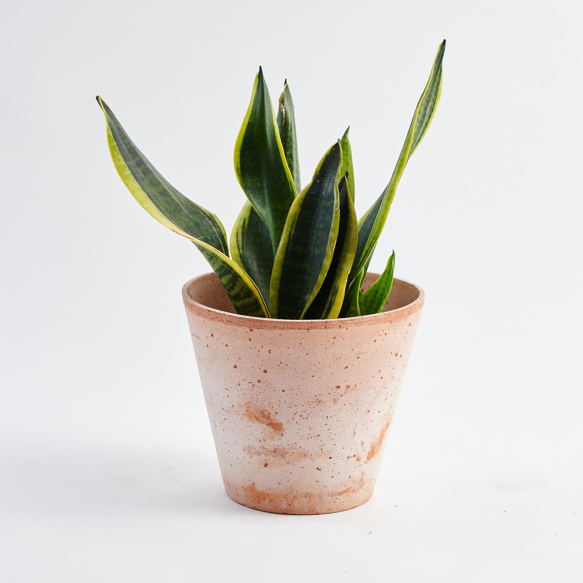 order snake plant online at Botanique Workshop London